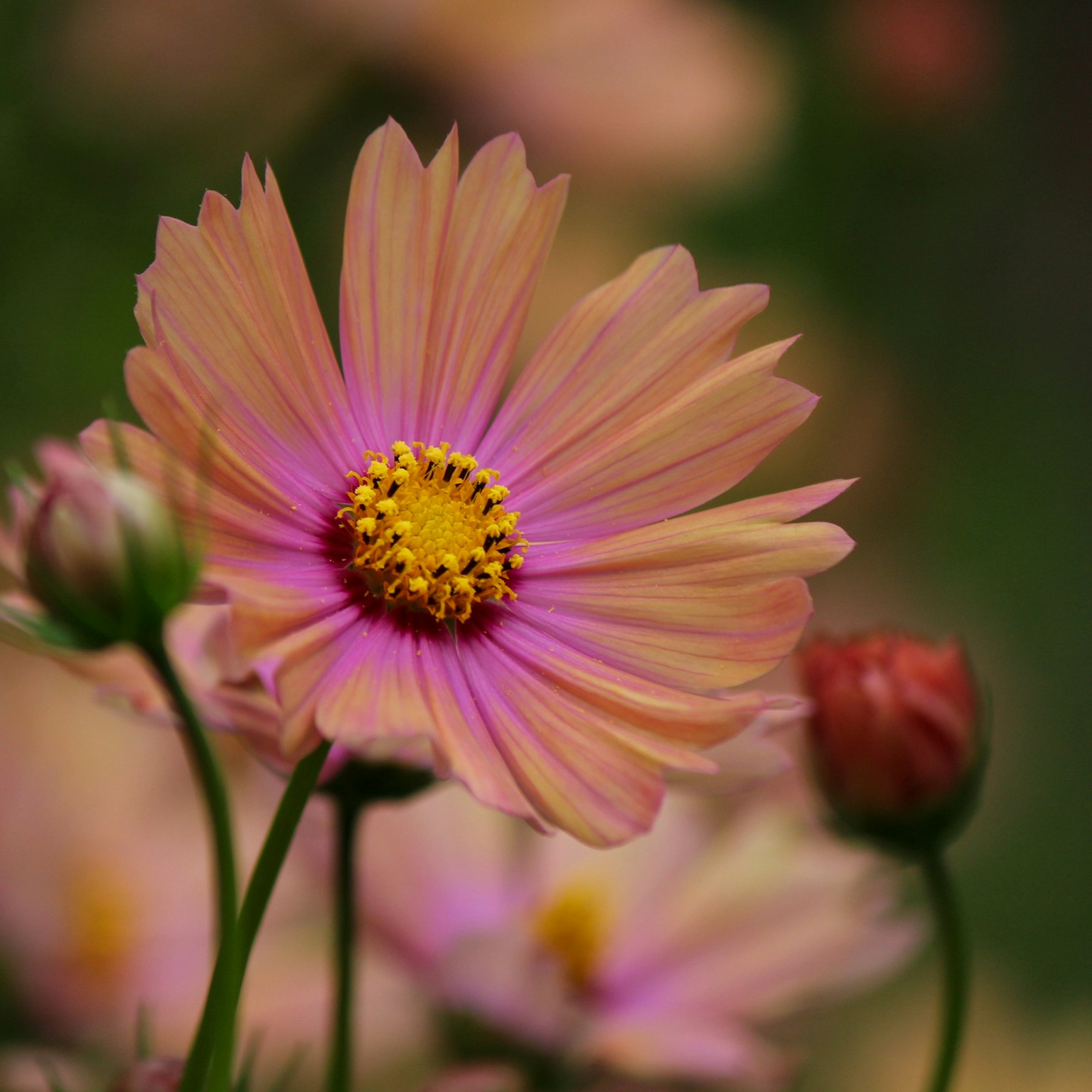ピンクとオレンジの花弁を持つコスモスの花が中心にあり周りにつぼみがある