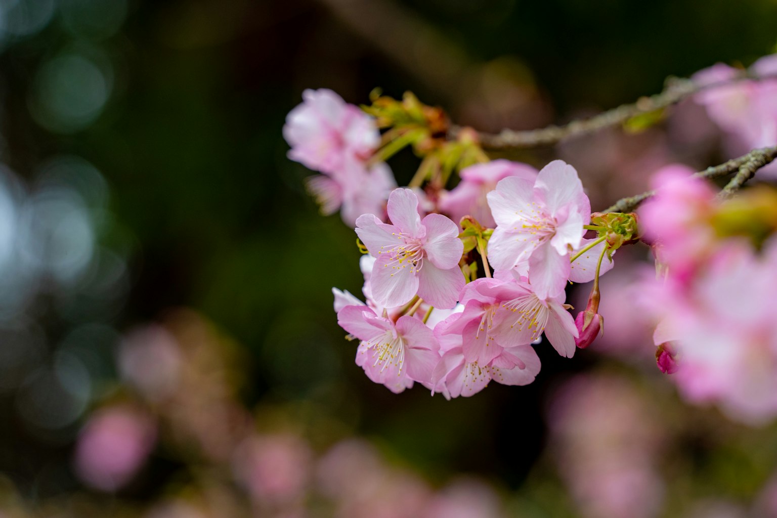 Close-up bunga sakura di cabang