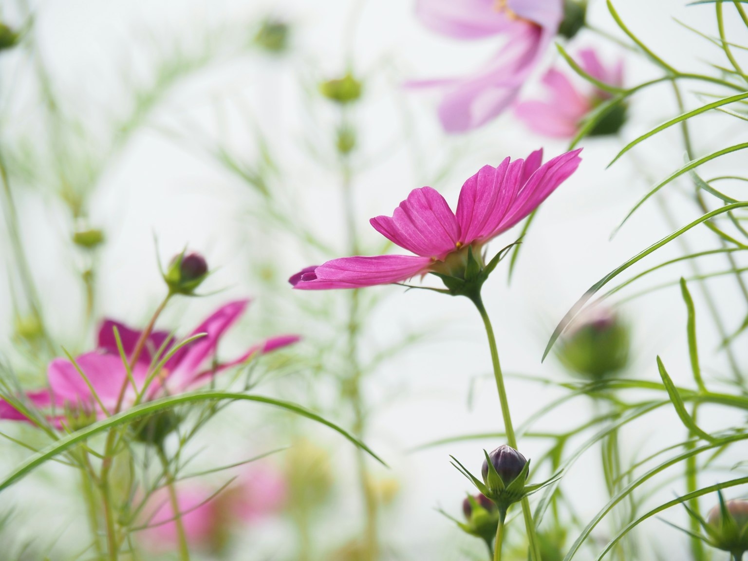 Fiori di cosmos rosa che fioriscono su uno sfondo morbido con steli verdi sottili