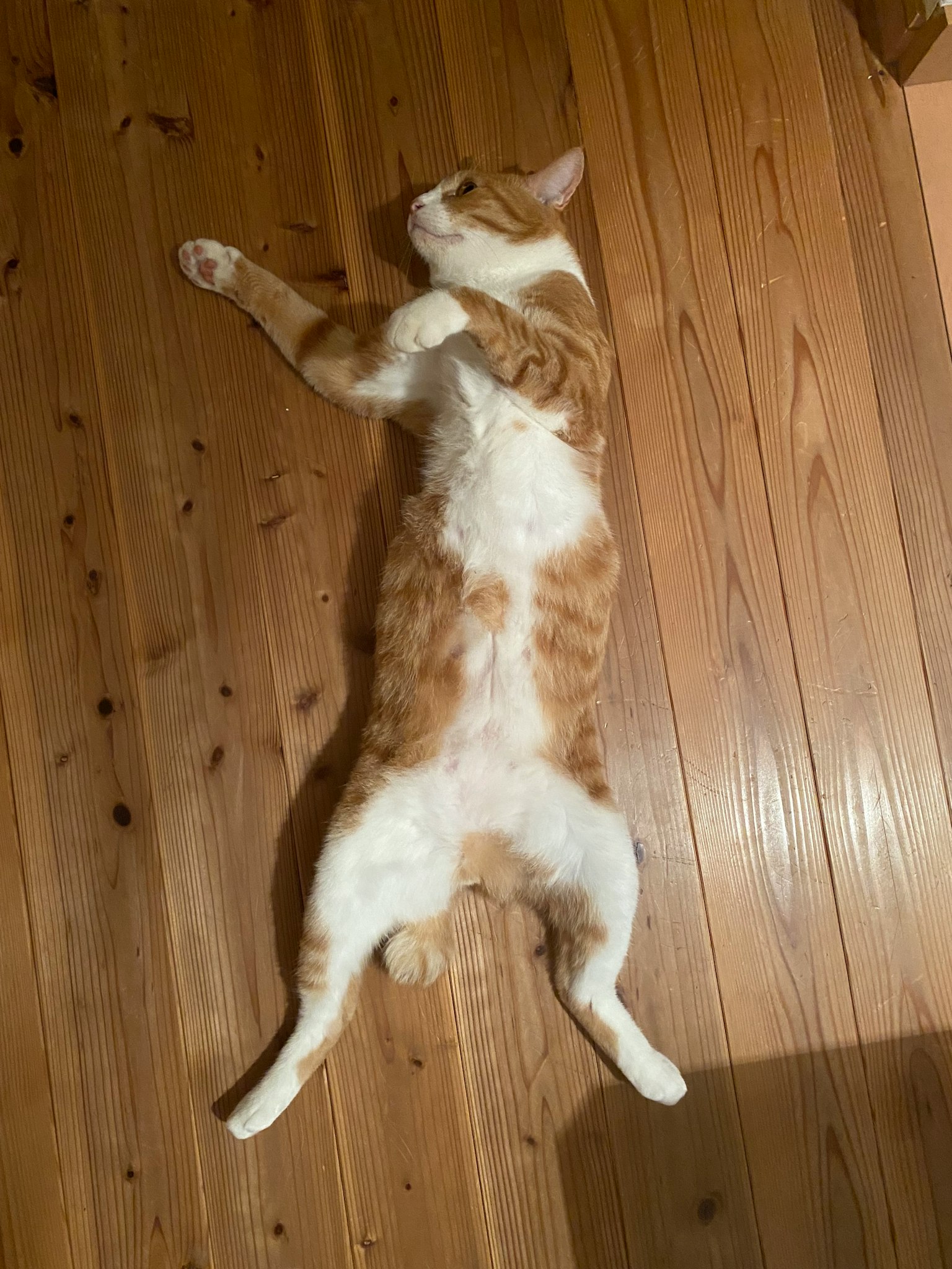 Gatto arancione e bianco sdraiato sulla schiena che si rilassa su un pavimento di legno