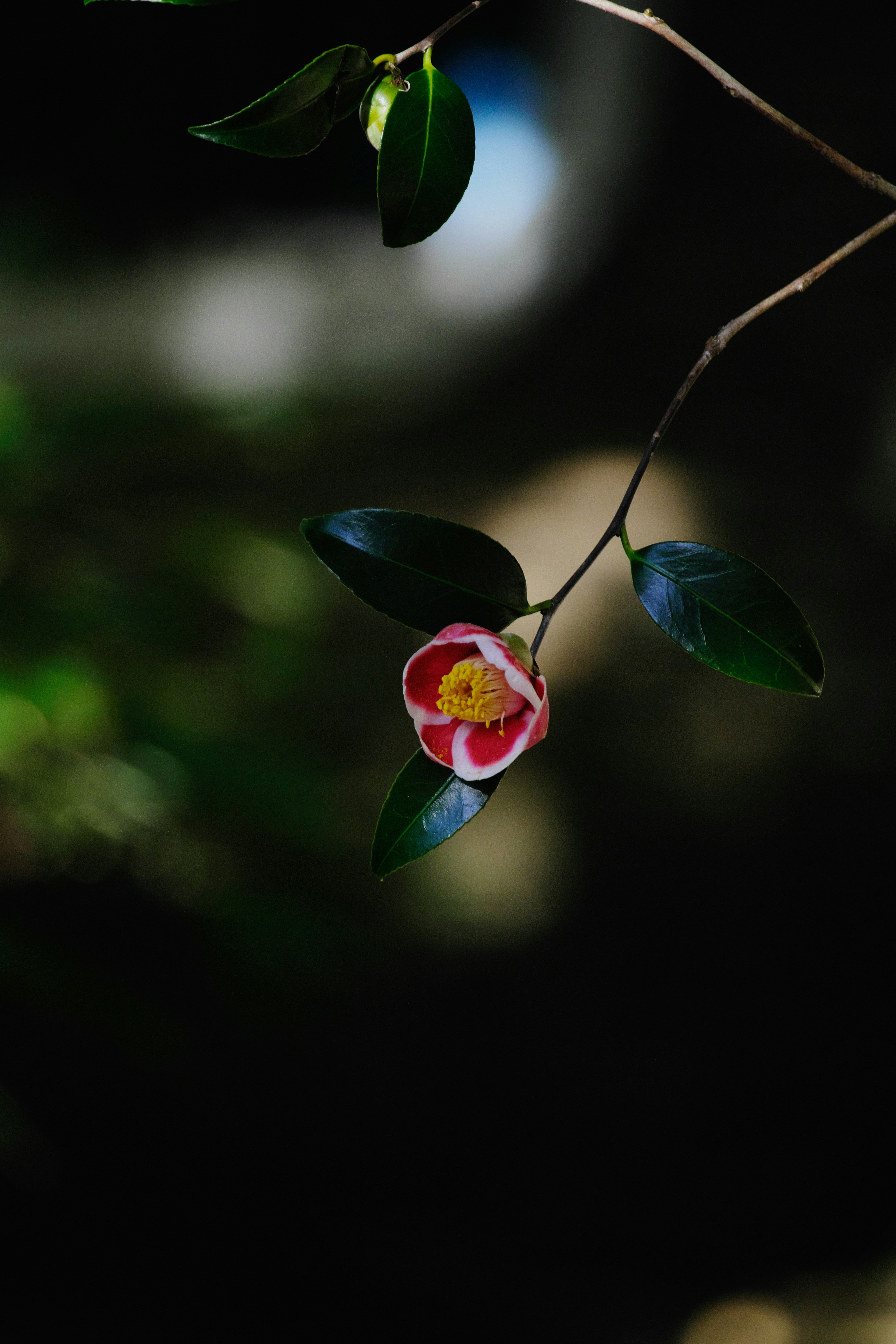 枝垂れ椿の花と葉のクローズアップ