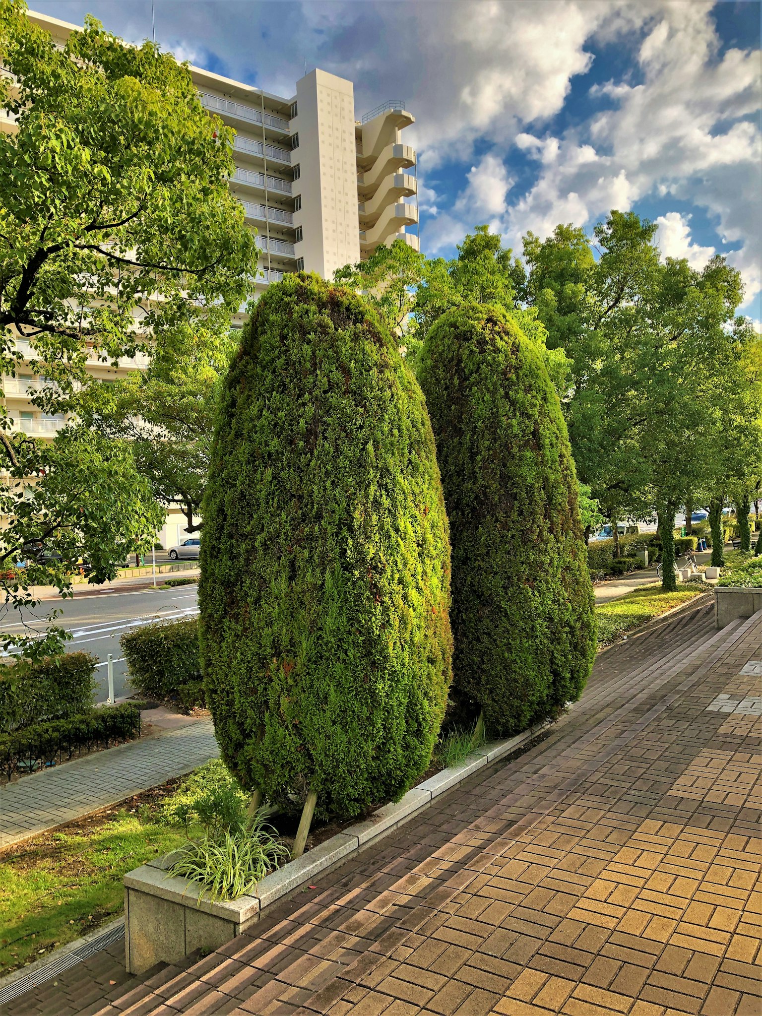 Deux grands arbres verts dans une scène de rue verdoyante avec des buissons environnants