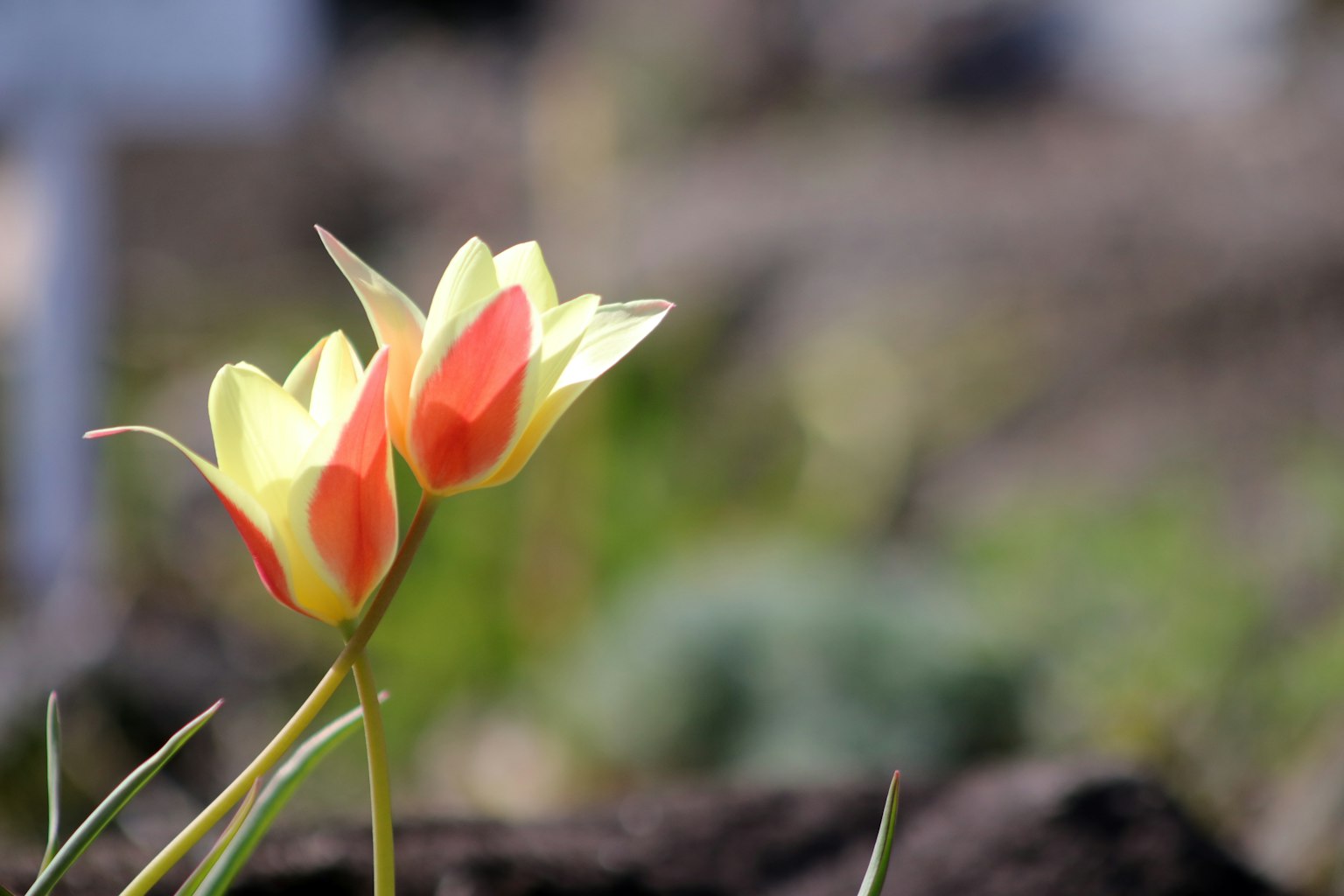 Beautiful scene with yellow and red flowers blooming