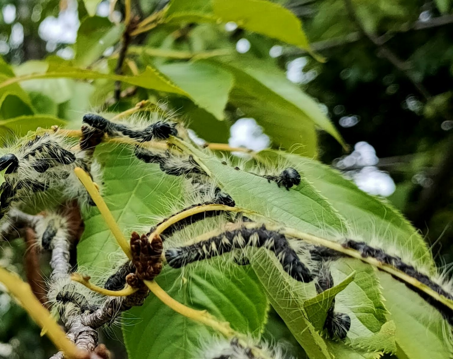 หนอนอยู่บนใบเขียวแสดงลวดลายดำและเหลืองที่โดดเด่น