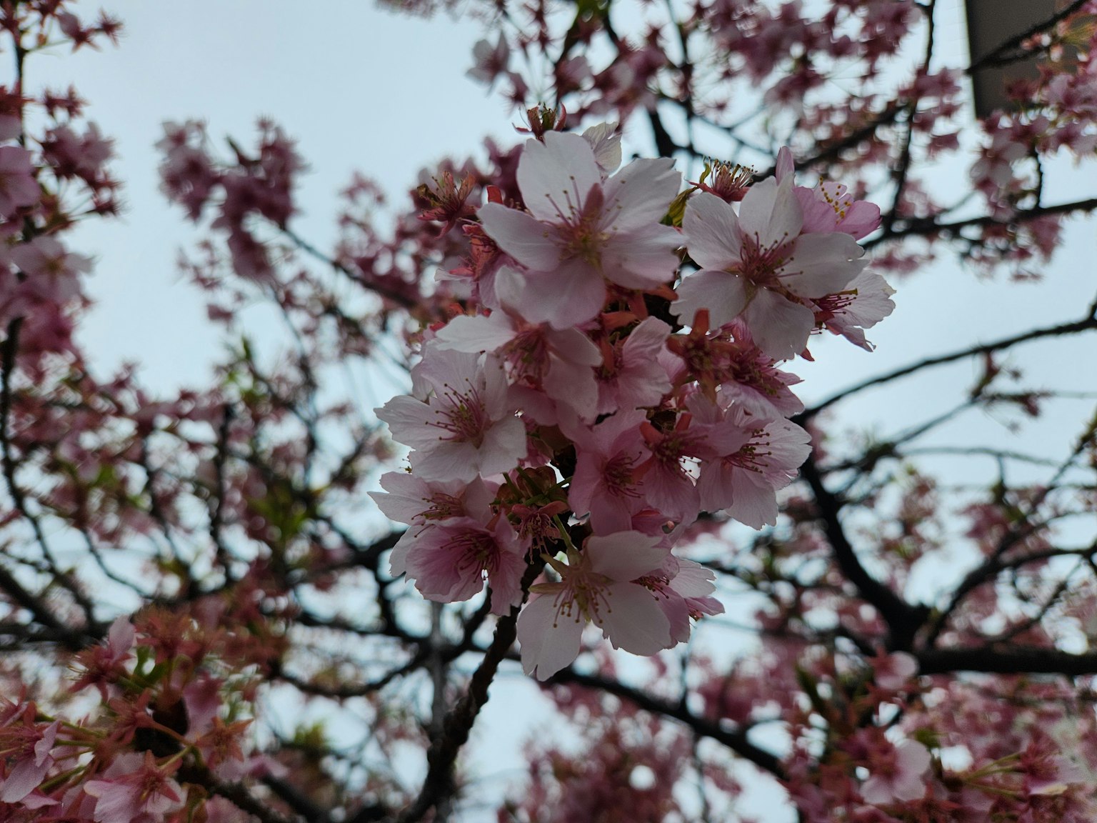Close-up of light pink cherry blossoms on branches