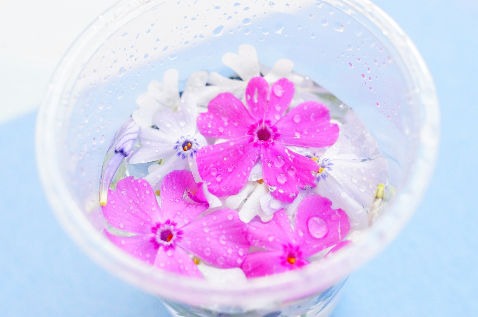 一個透明的杯子裡漂浮著粉色和白色的花朵