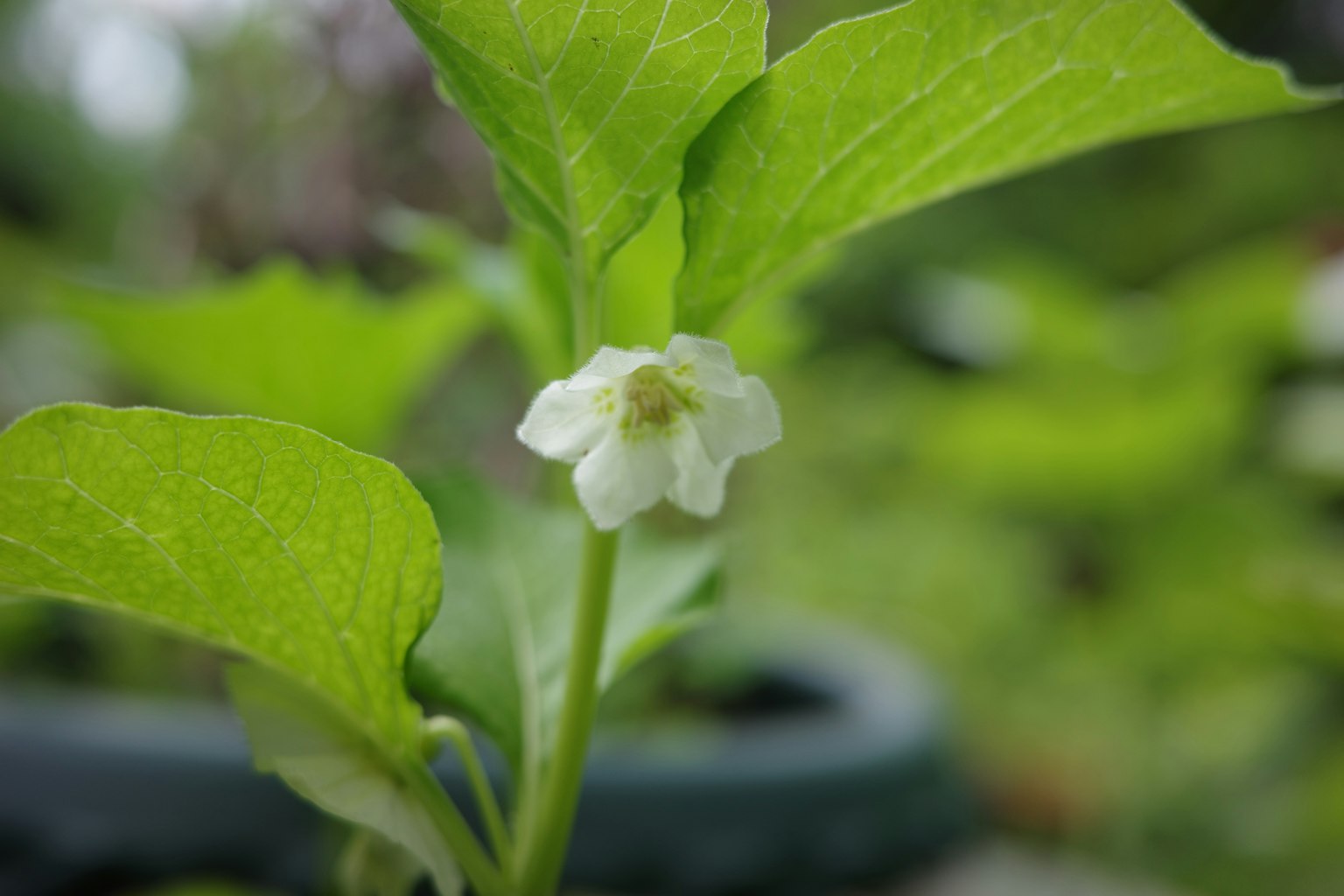 特写绿色叶子和白色花朵的植物
