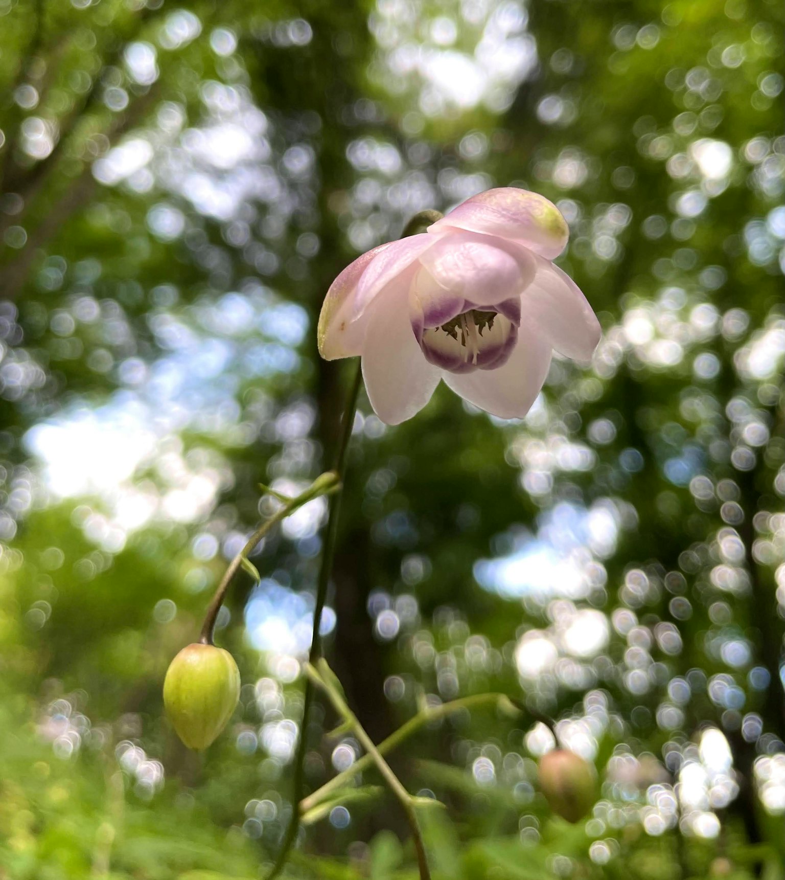 A pale pink flower stands out against a green background