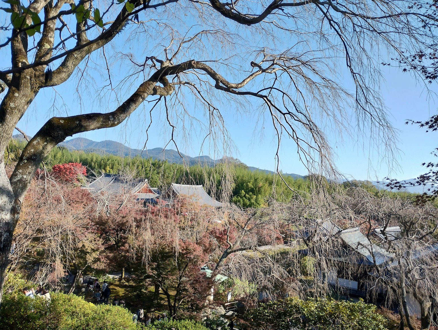벚꽃 나무와 산이 있는 조용한 풍경