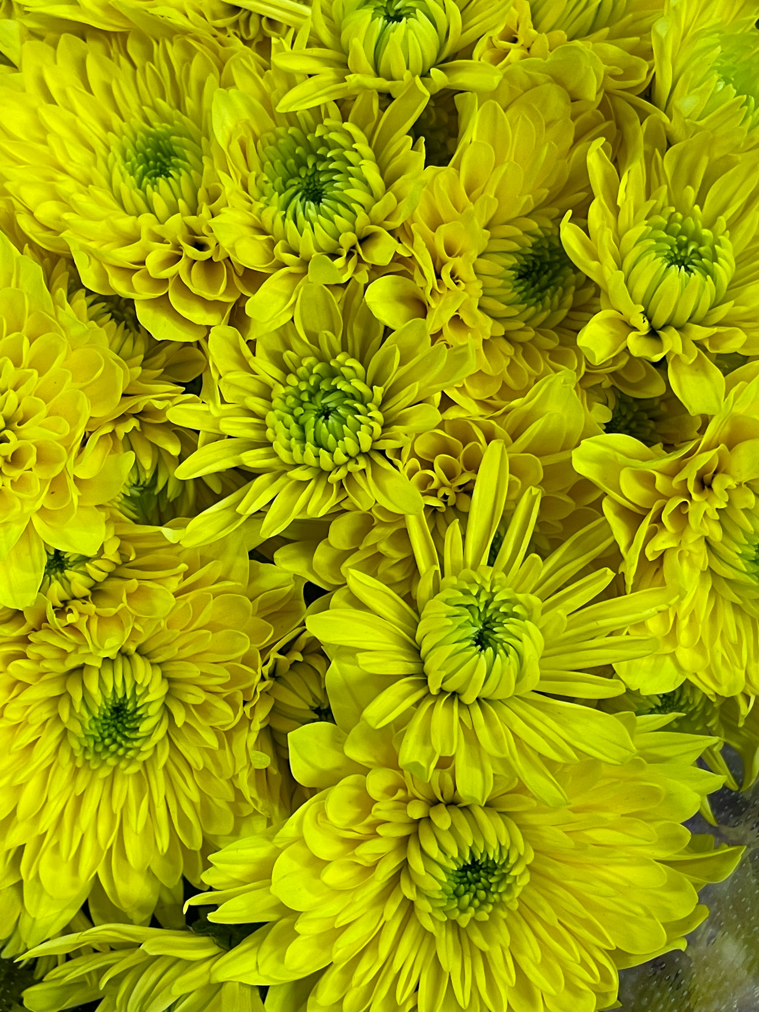 Flores amarillas vibrantes agrupadas