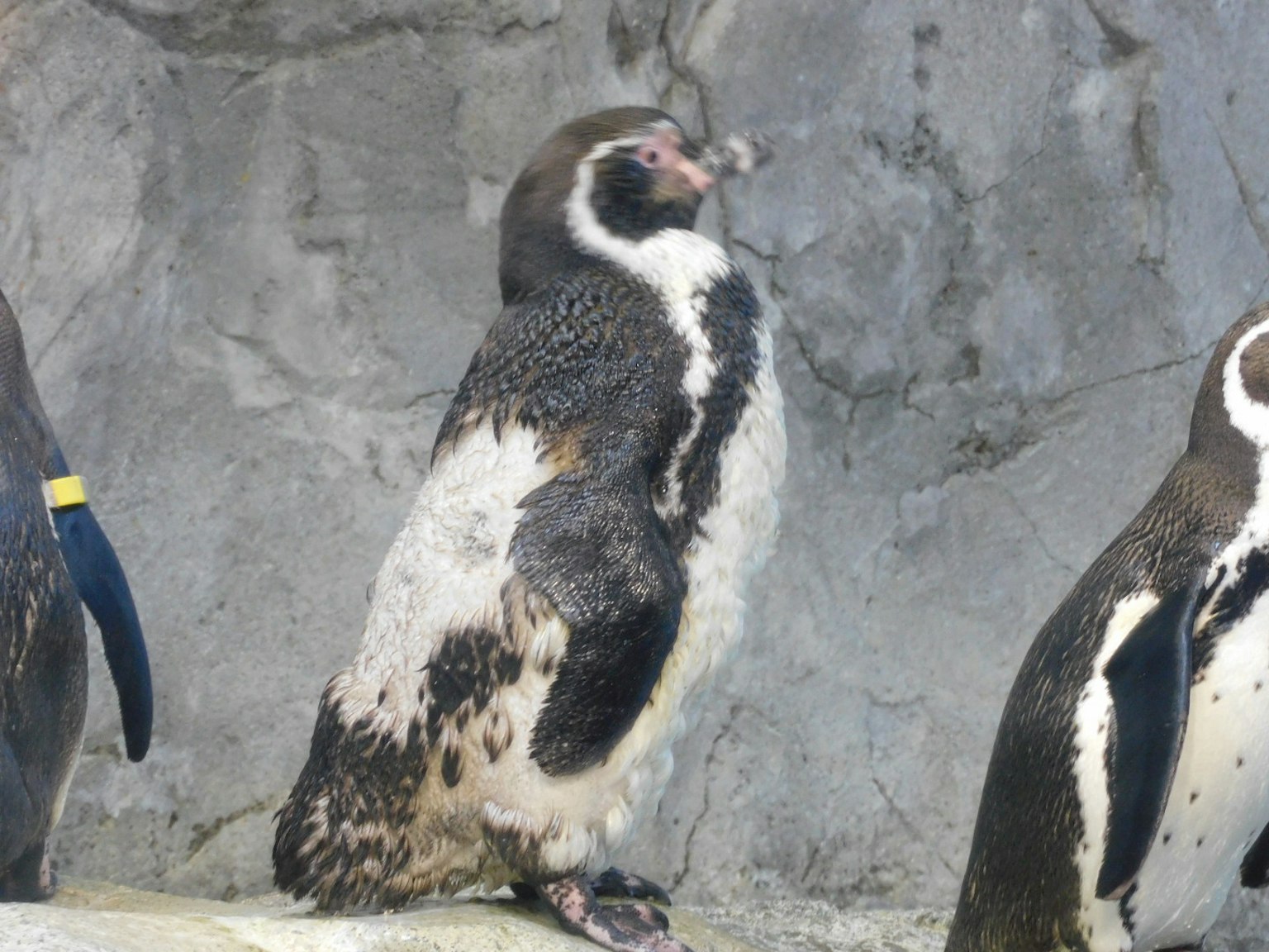 Ein stehender Pinguin mit einem felsigen Hintergrund