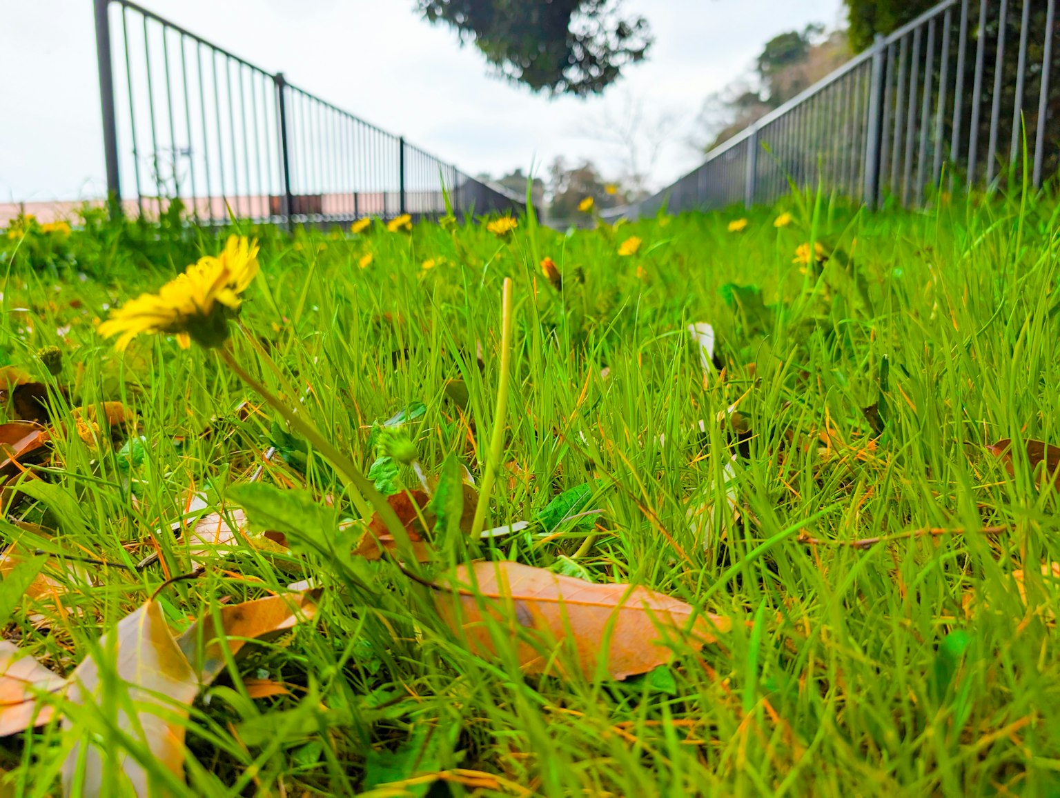 A close-up view of dandelions in green grass with fallen leaves and a metal fence in the background