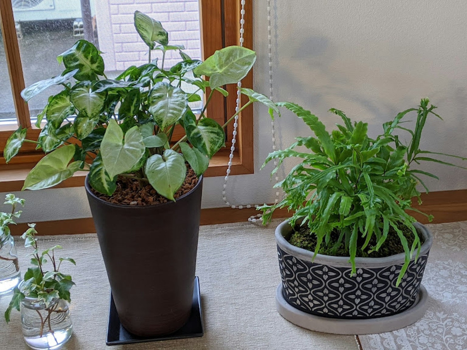 Scène intérieure avec des plantes d'intérieur vertes comprenant un grand lierre dans un pot et une petite fougère dans un pot décoratif