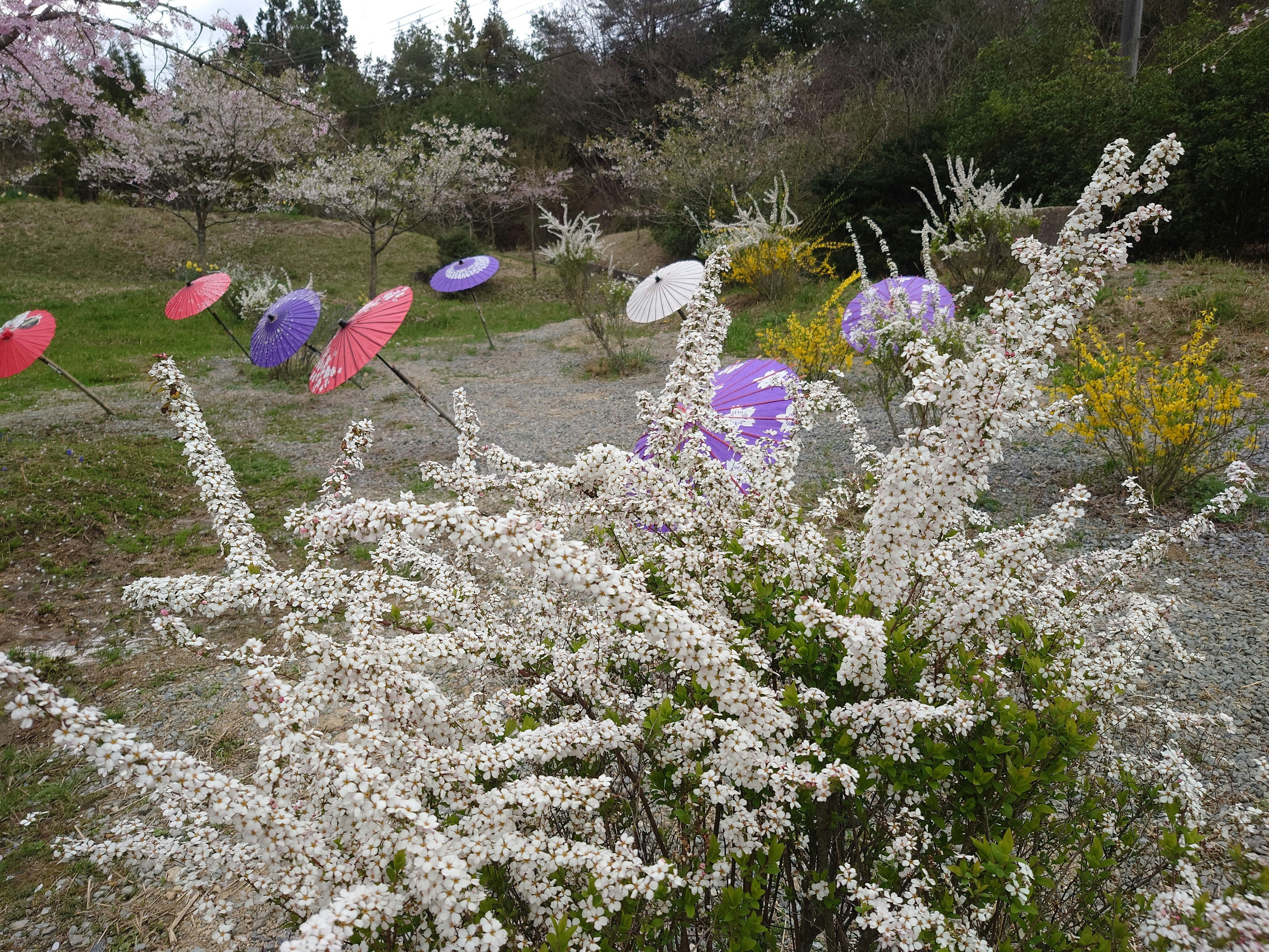 世羅の和の庭で咲くユキヤナギの花と色とりどりの傘飾り