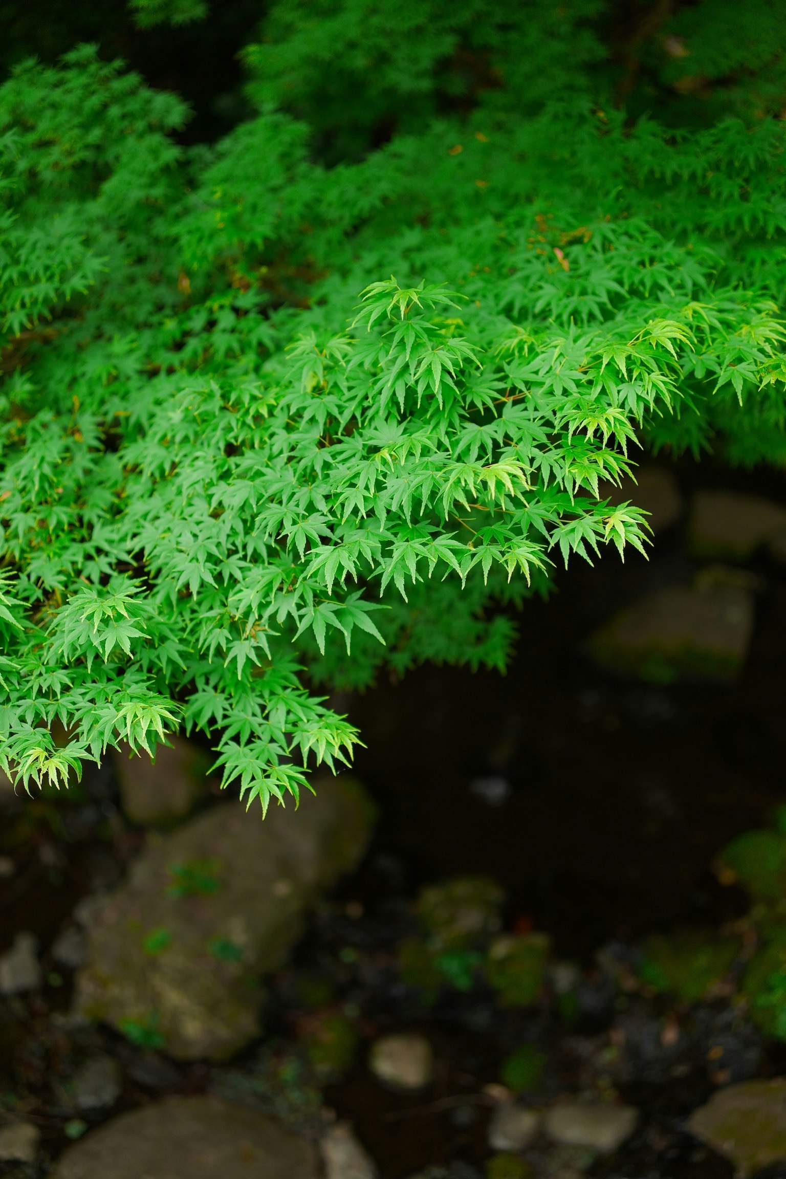 苔むした石の上に広がる紅葉の若葉