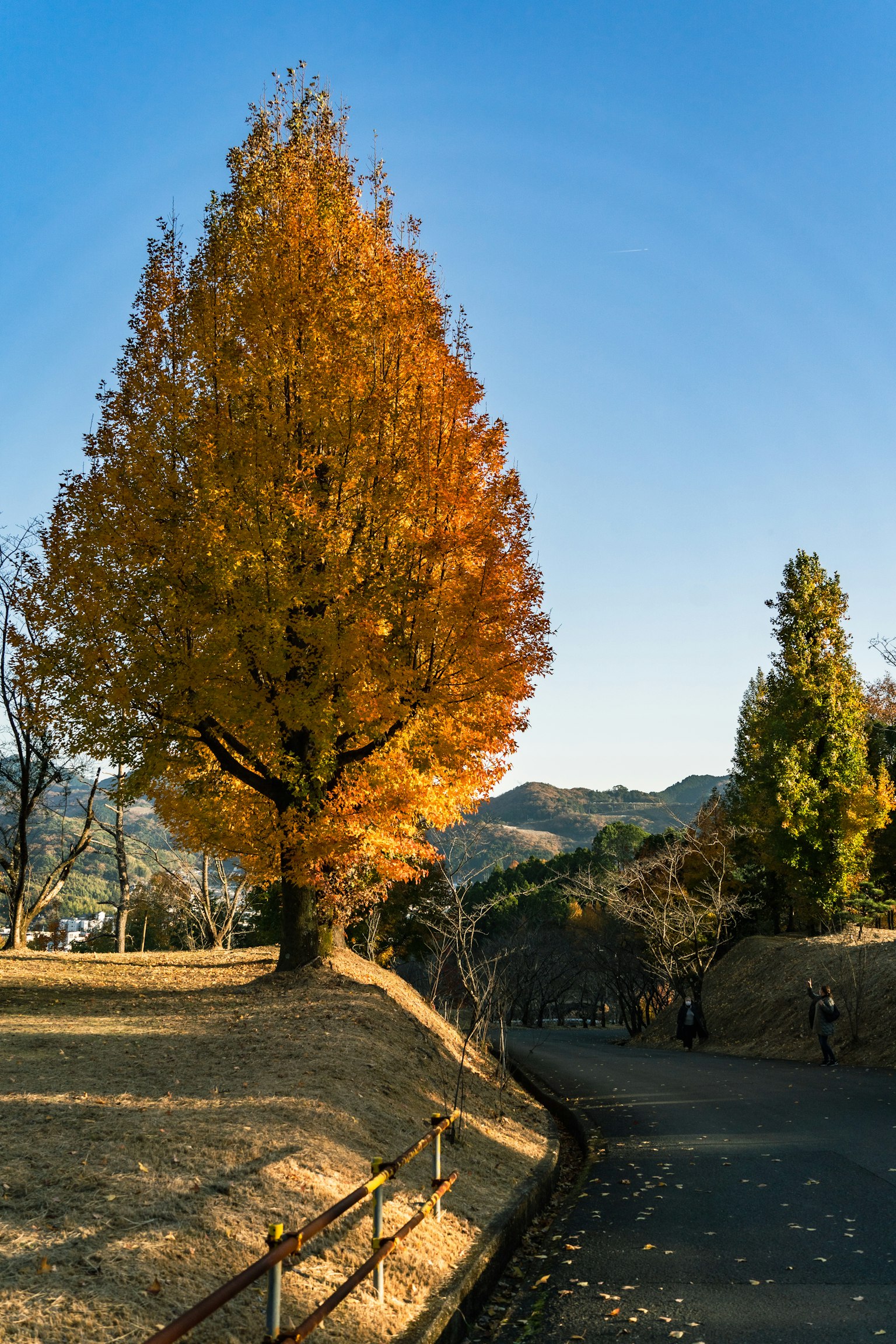 Lebendiger orangefarbener Baum vor klarem blauen Himmel