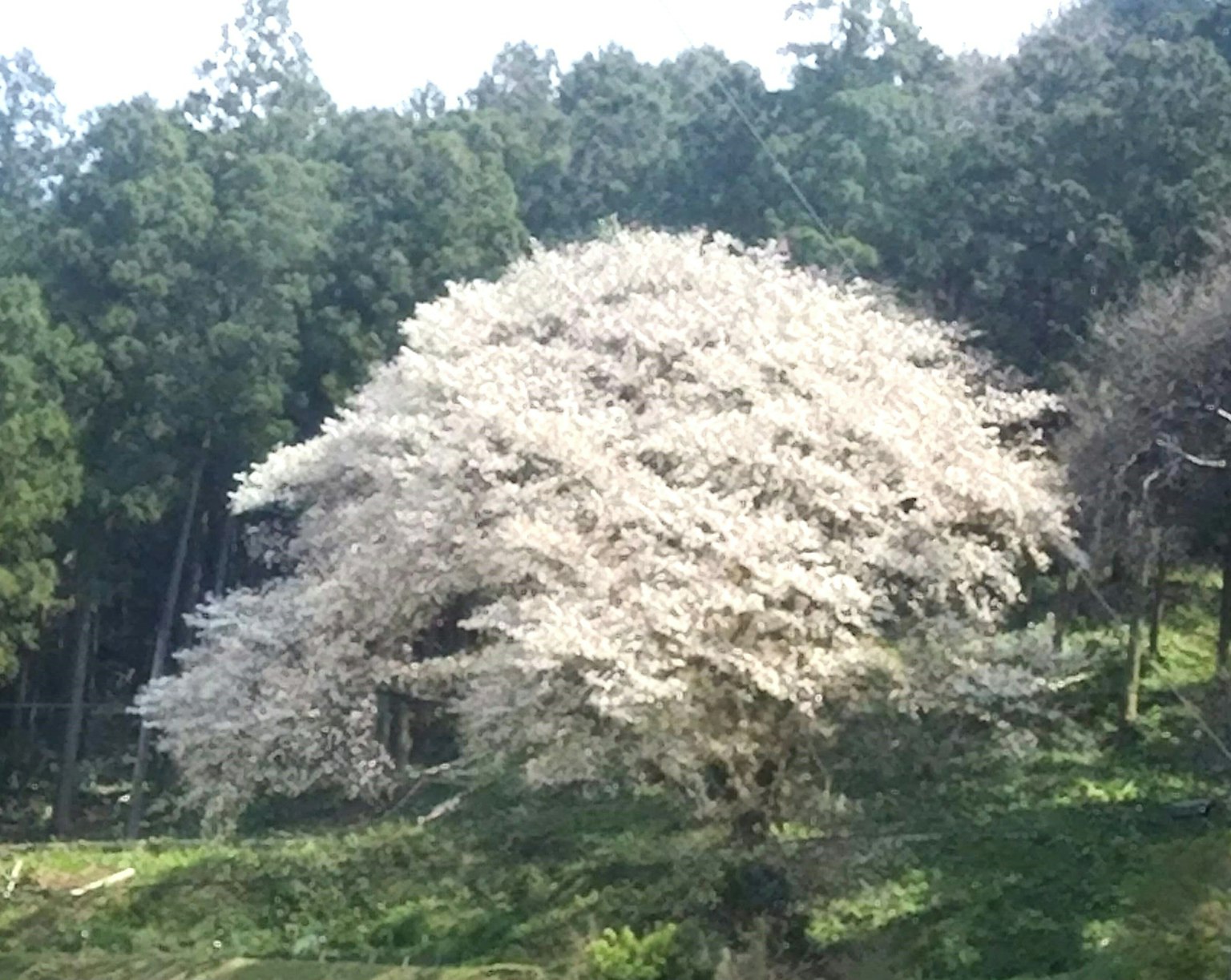 盛开的樱花树被绿色森林环绕