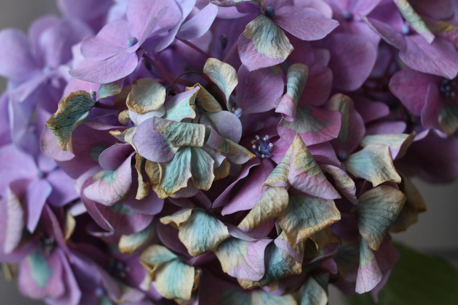 紫色绣球花花瓣重叠的特写