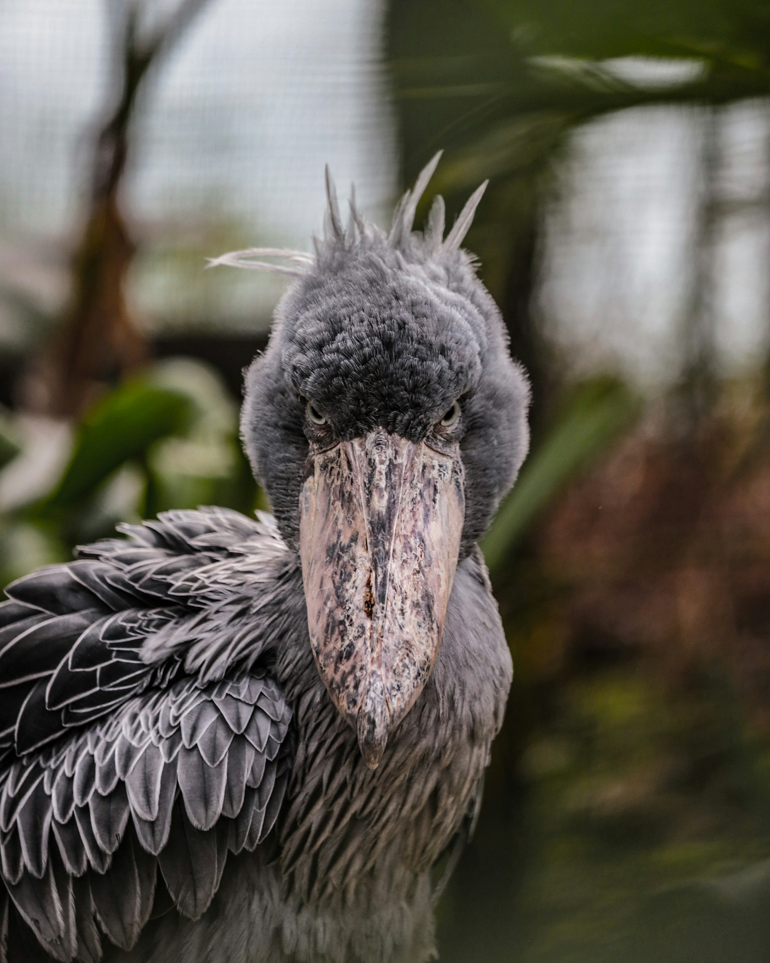 Close-up of a gray bird featuring a distinctive large beak and textured feathers