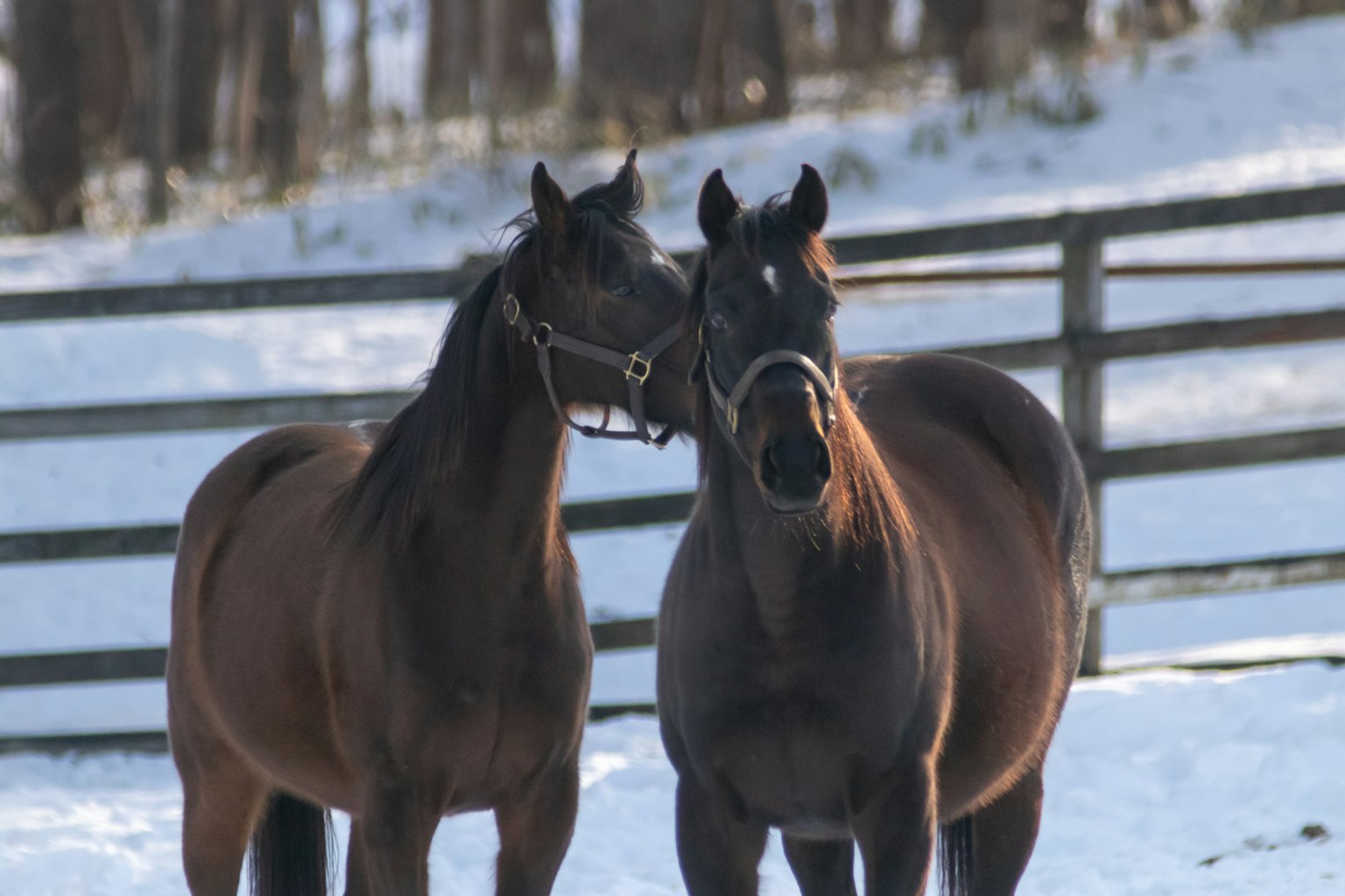 Two horses nuzzling in the snow