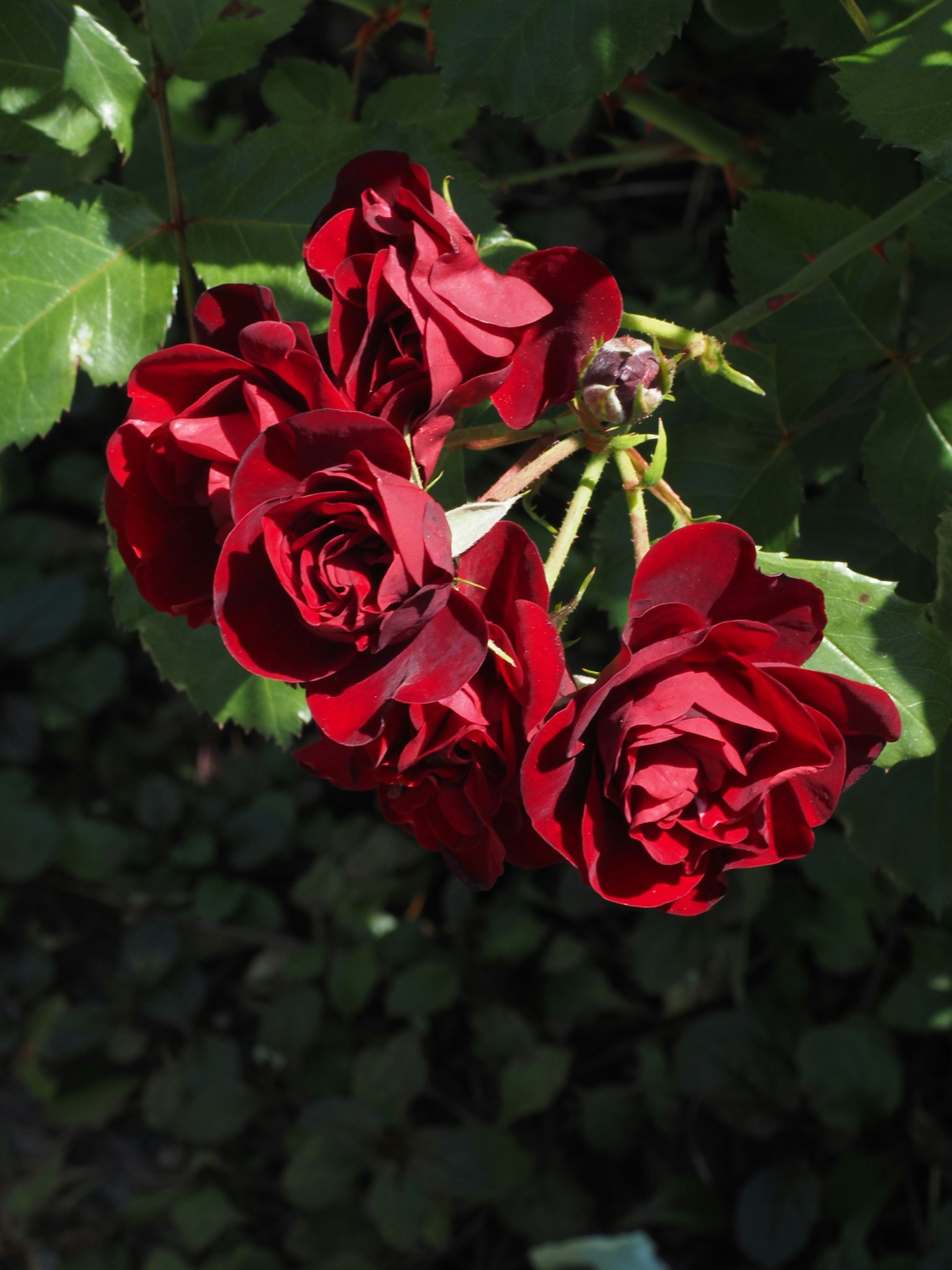 rosas rojas vibrantes agrupadas