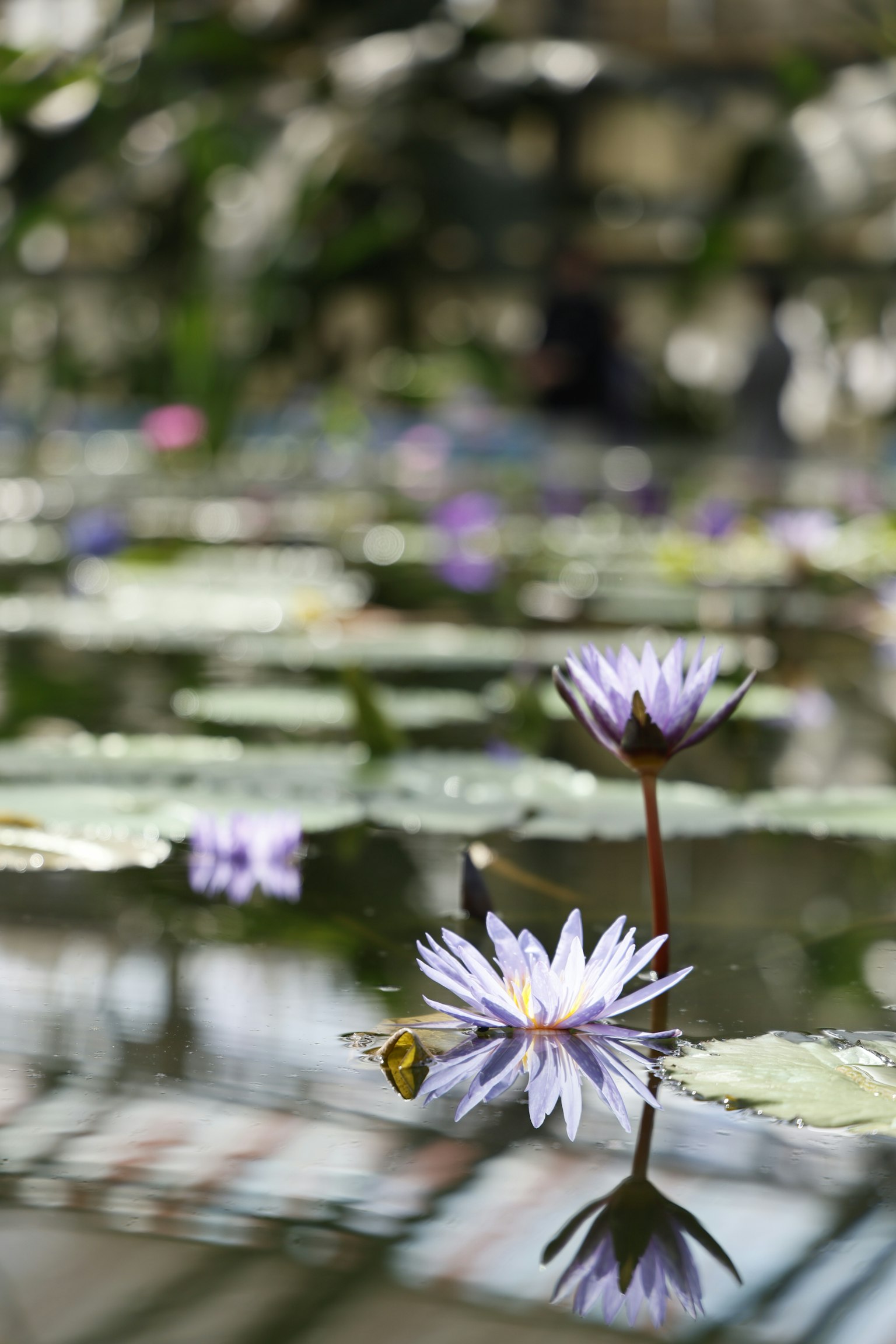 Un paisible étang avec des nénuphars violets et leurs reflets sur la surface de l'eau