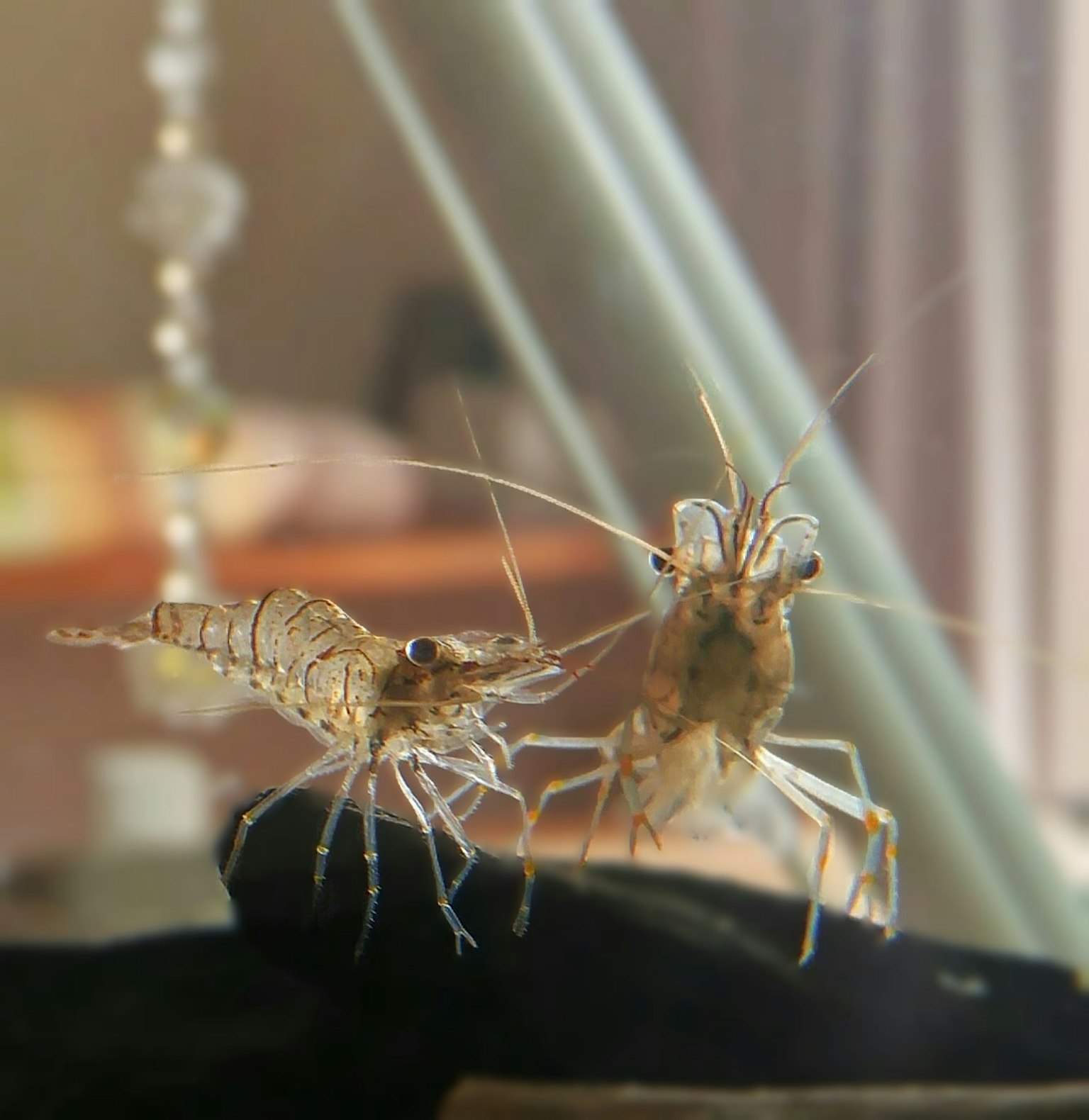Dua udang berinteraksi di dalam akuarium