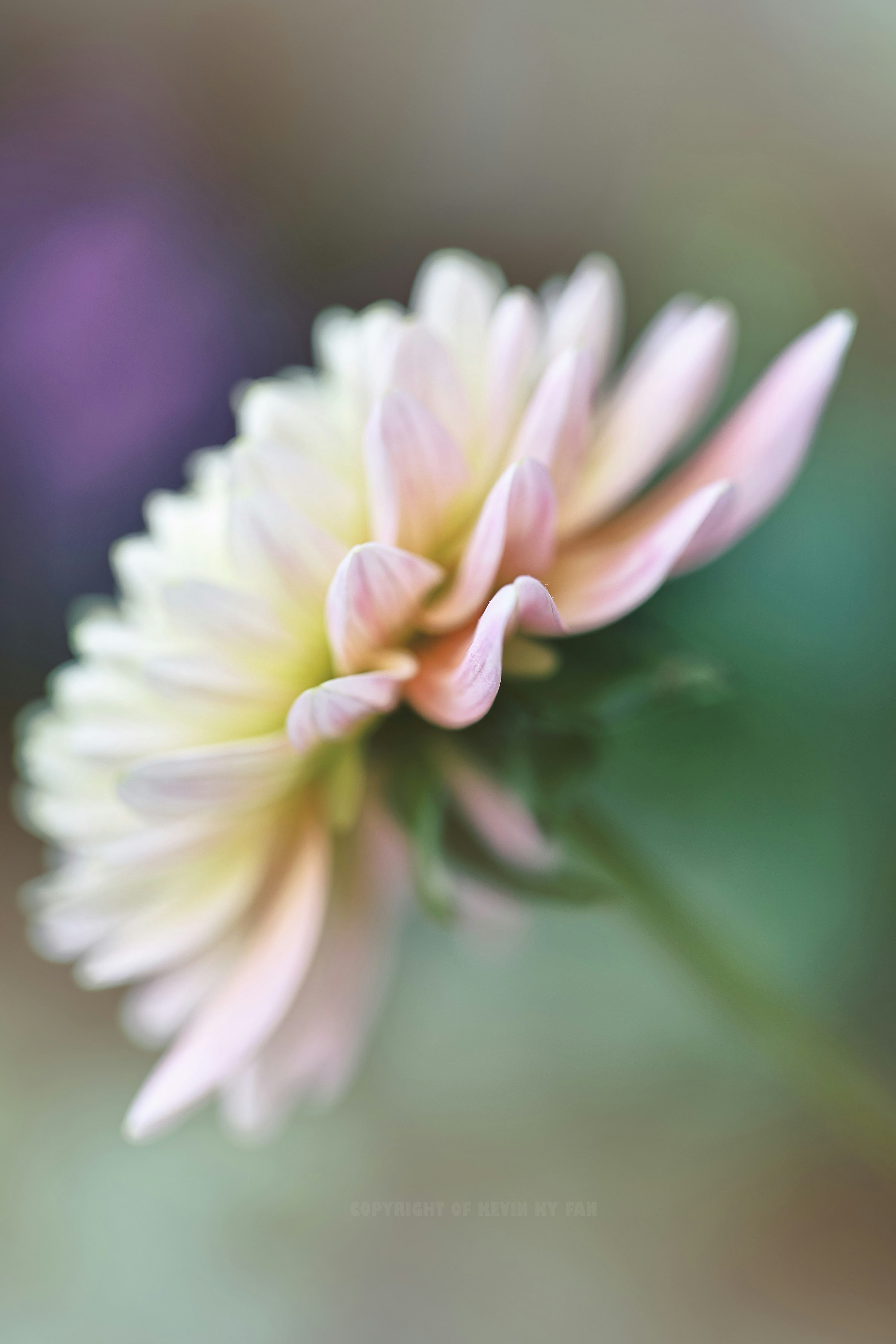 淡い色の花のクローズアップ