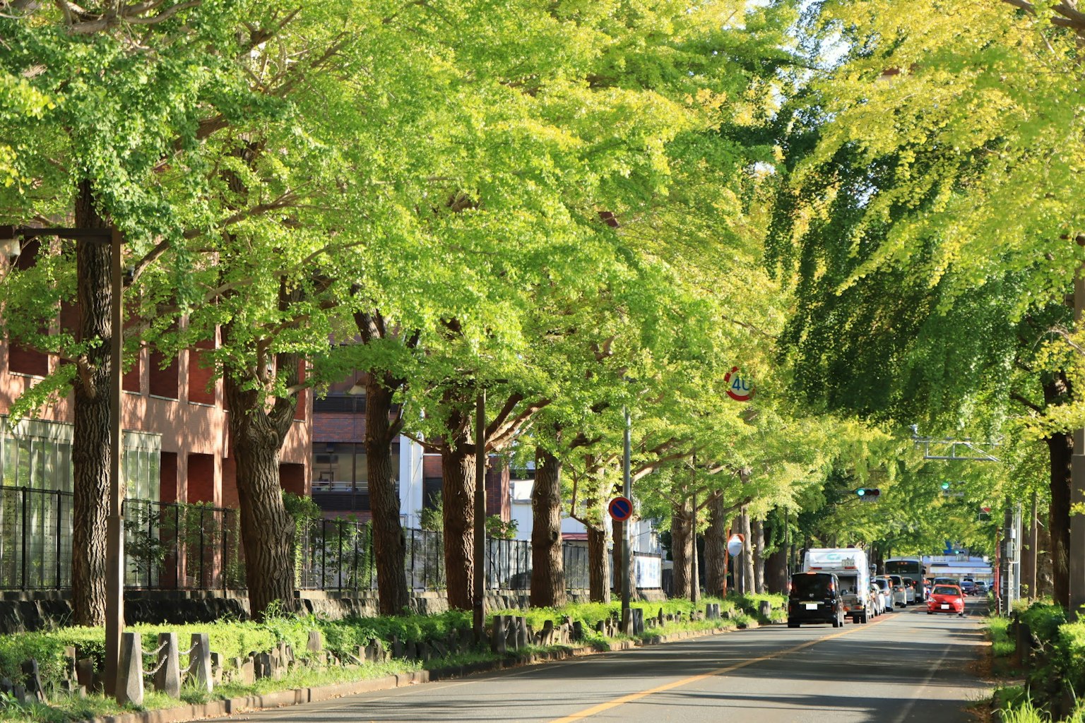宁静的街道两旁种满绿色树木和建筑