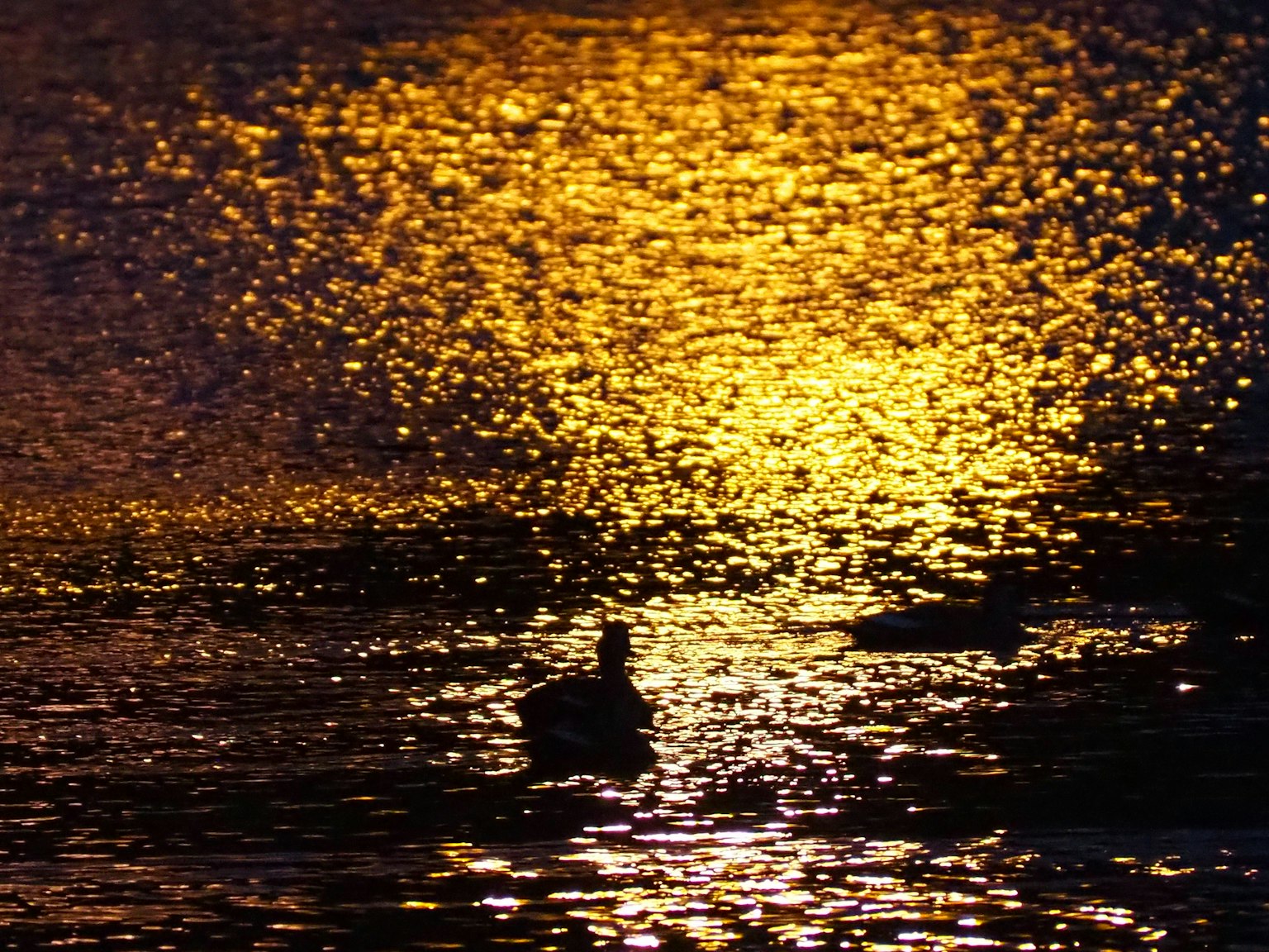 Goldene Reflexionen auf dem Wasser mit silhouettierten Enten