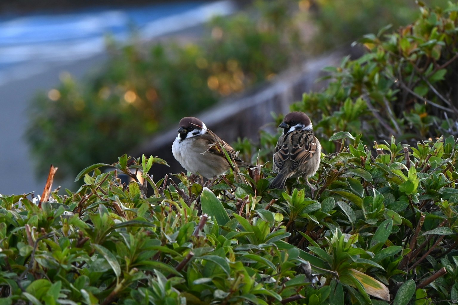 Two small birds perched among green foliage