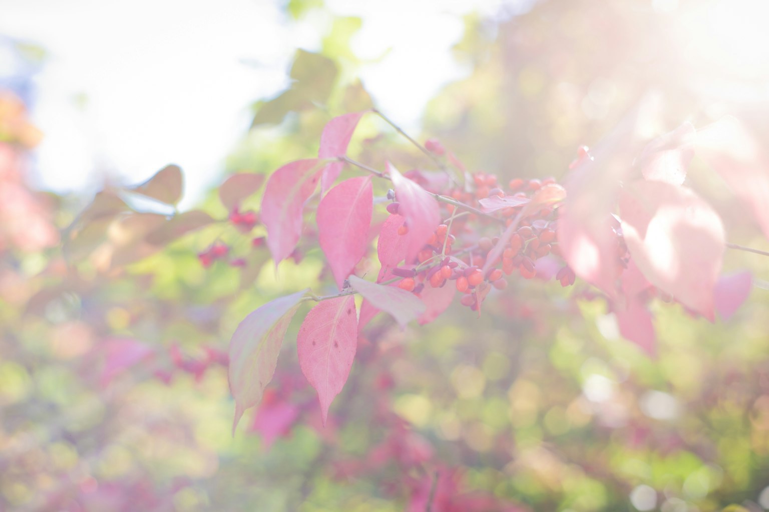 Luce morbida che illumina foglie rosa in un paesaggio autunnale