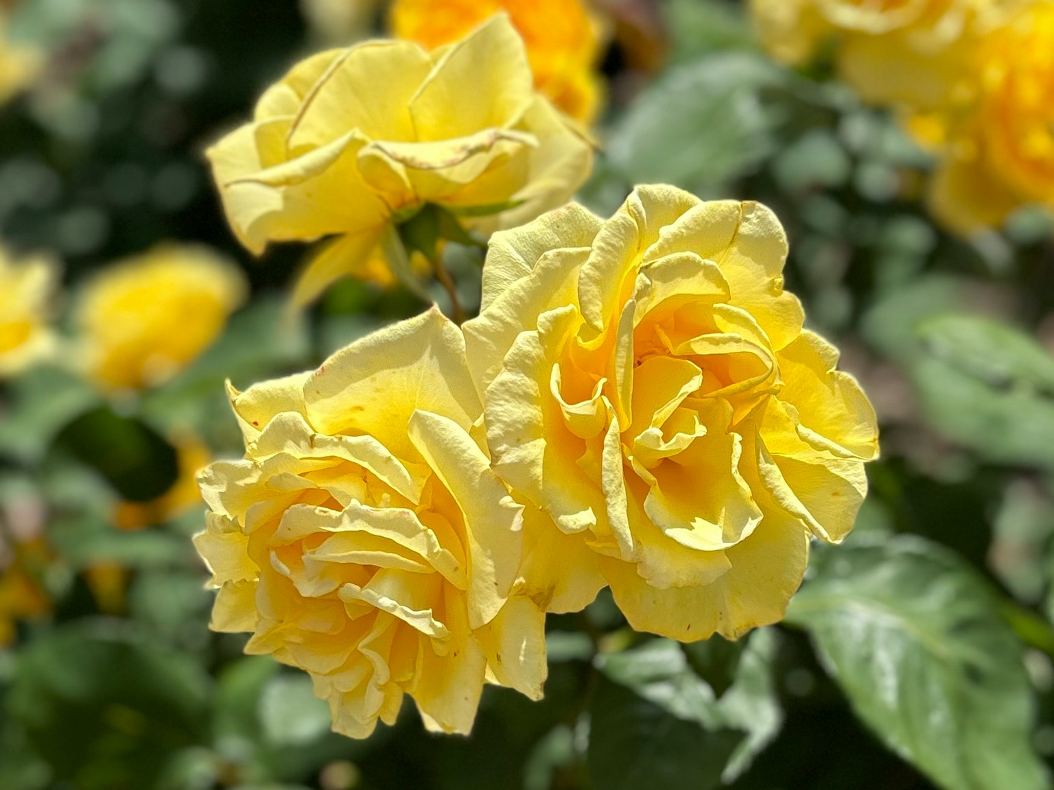 Roses jaunes en fleurs dans un jardin