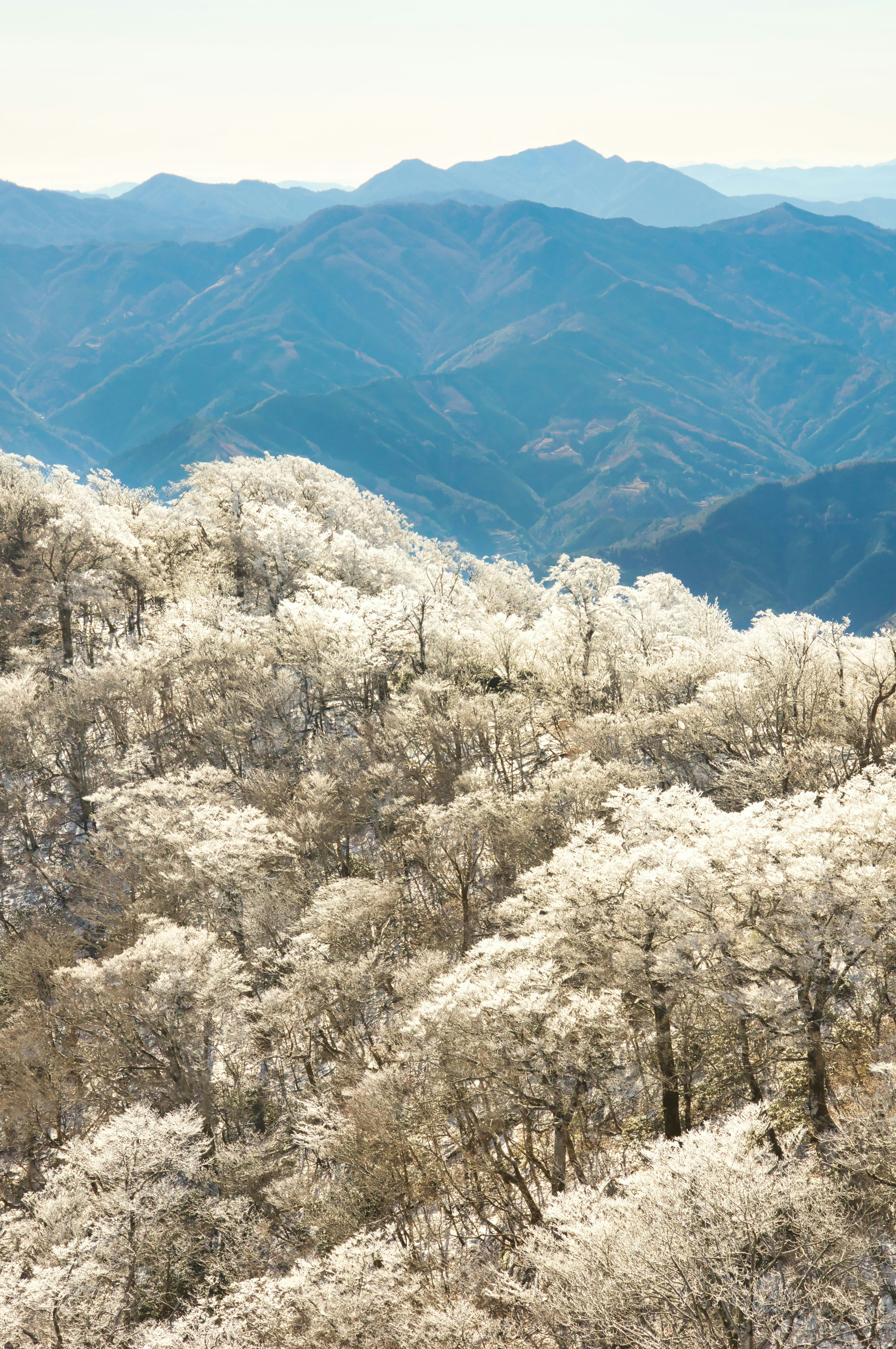 稜線に広がる霧氷の林と青い山並み