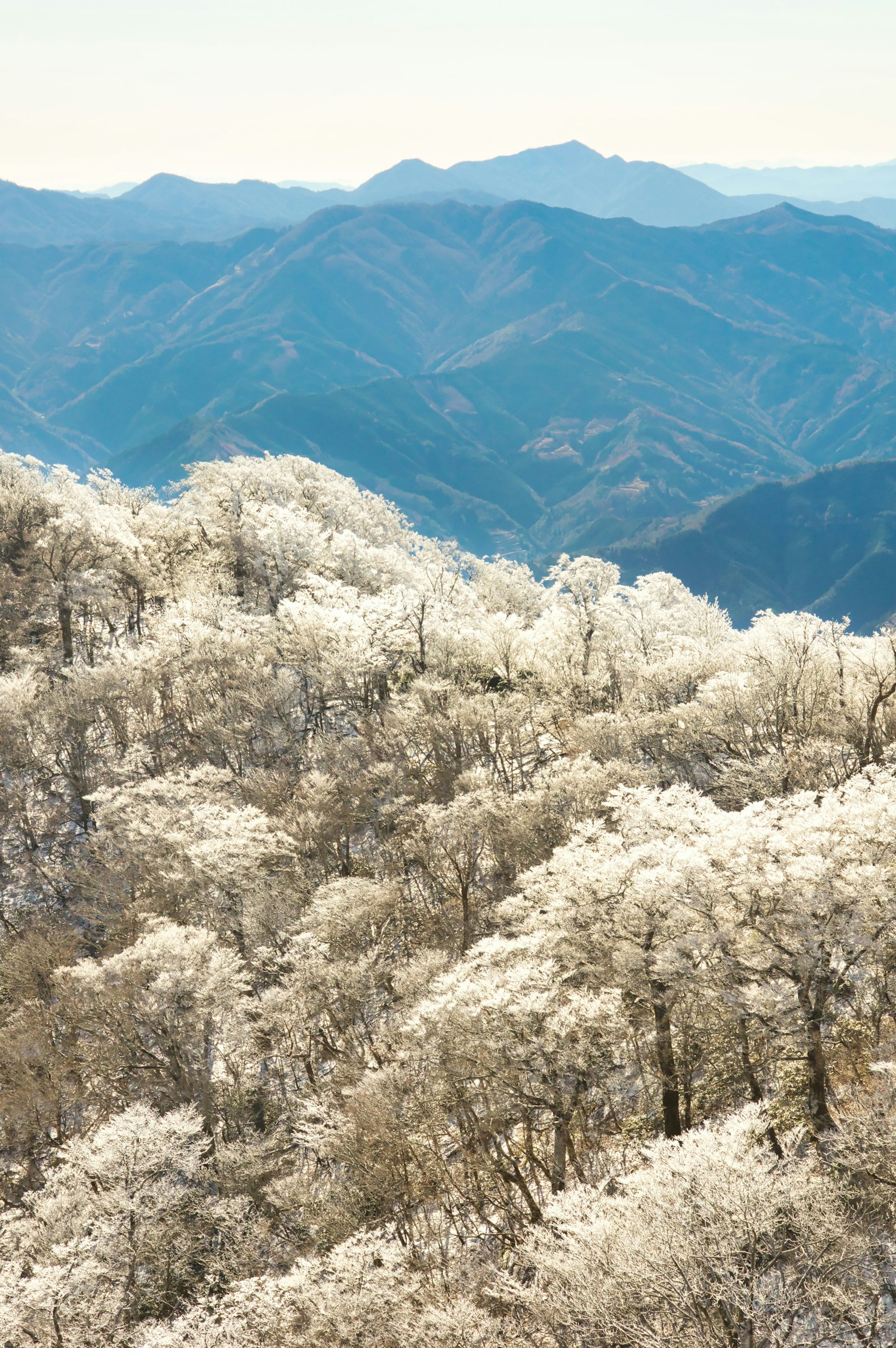 Vue panoramique d'arbres en fleurs blancs avec des montagnes bleues en arrière-plan