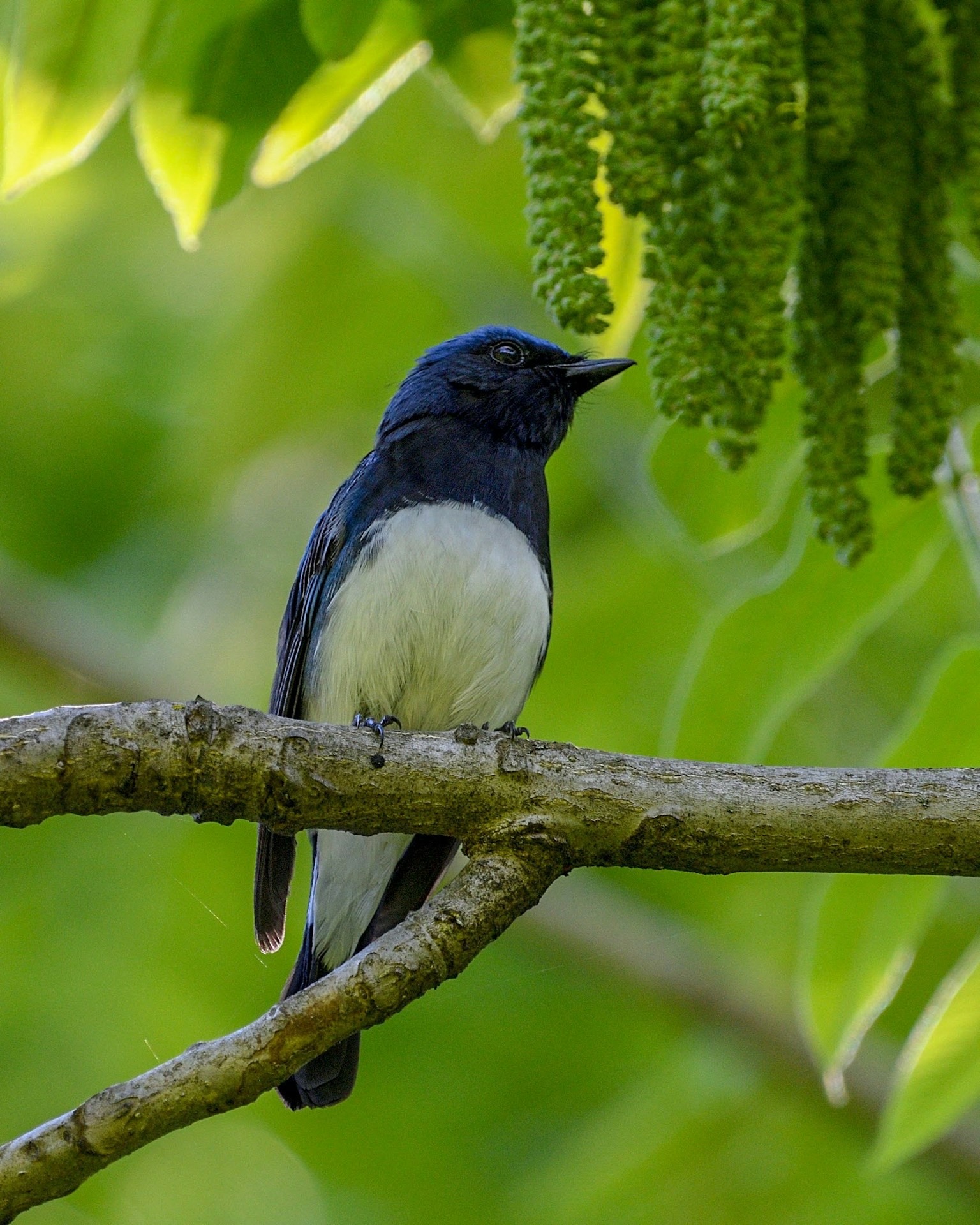Un pájaro azul posado en una rama hojas verdes de fondo vientre blanco