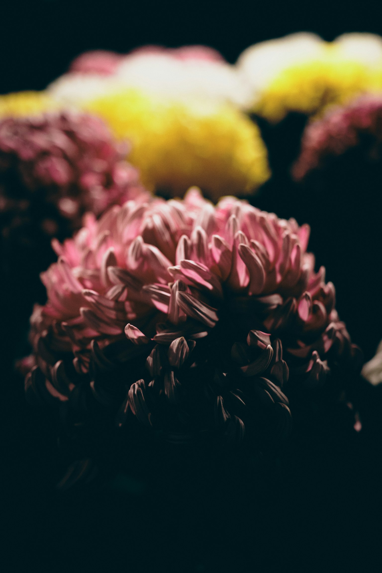 Belle photo de fleurs colorées sur fond sombre