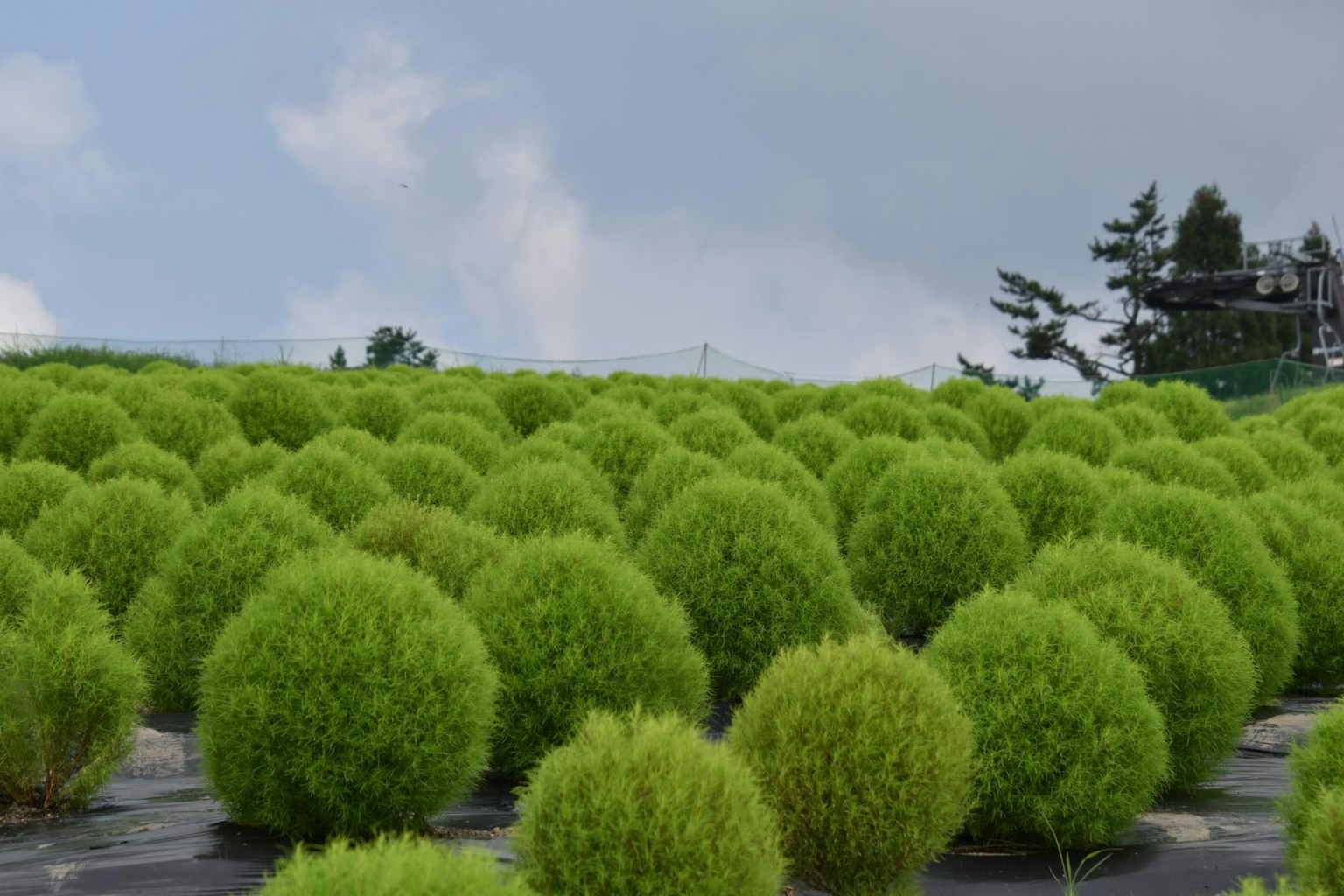 Un paysage rempli de buissons verts ronds
