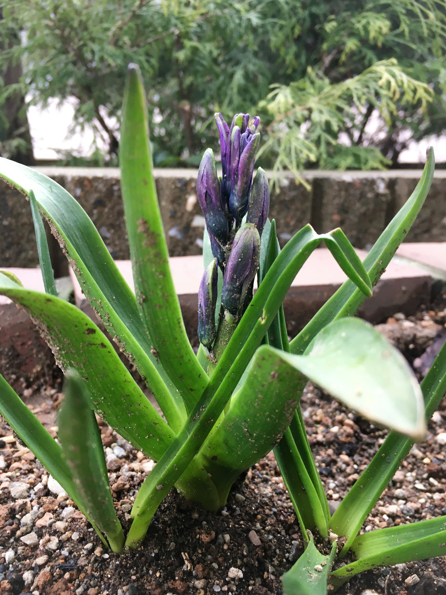 Una pianta con fiori viola in fase di crescita con foglie verdi distintive