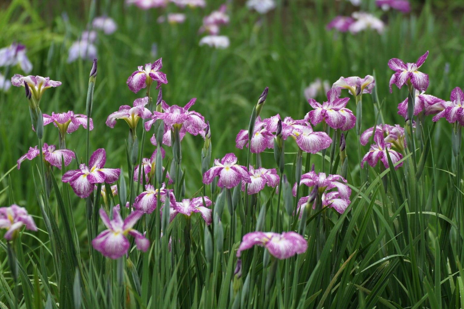 Champ de fleurs violettes en fleurs avec de l'herbe verte