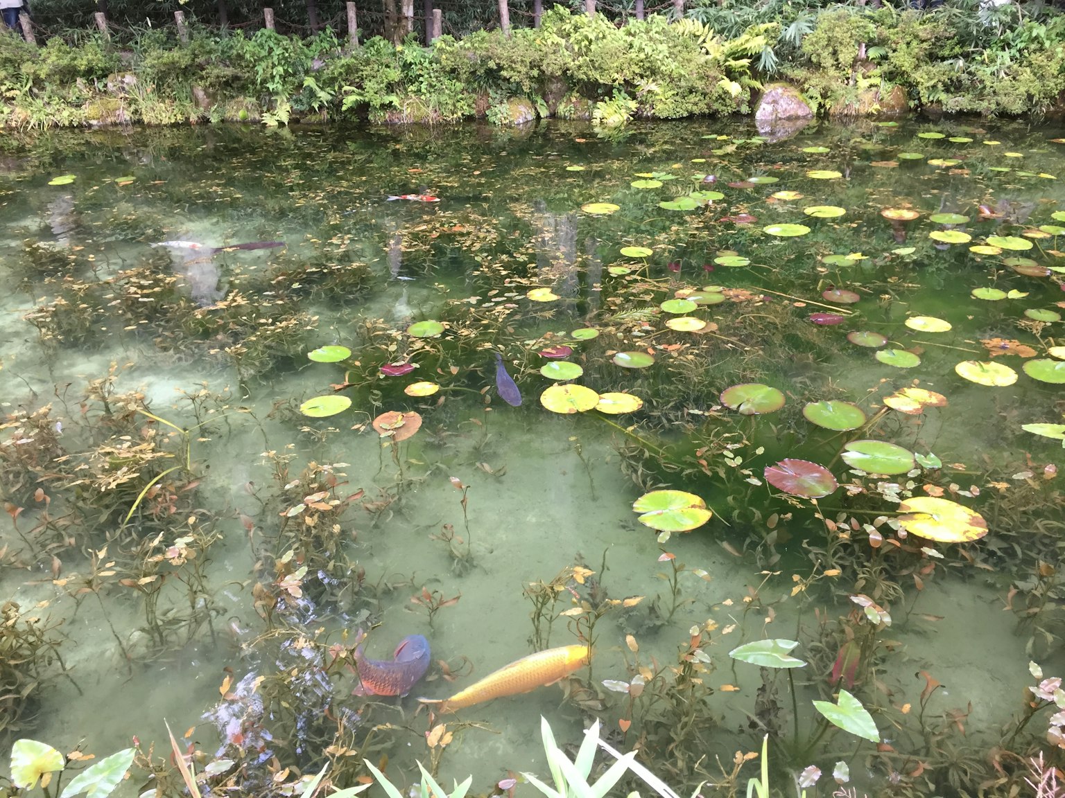 Escena colorida de lirios de agua y carpas en un estanque