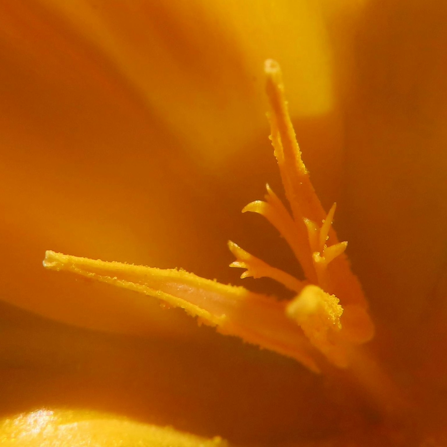 Primo piano di un centro di fiore giallo vivace