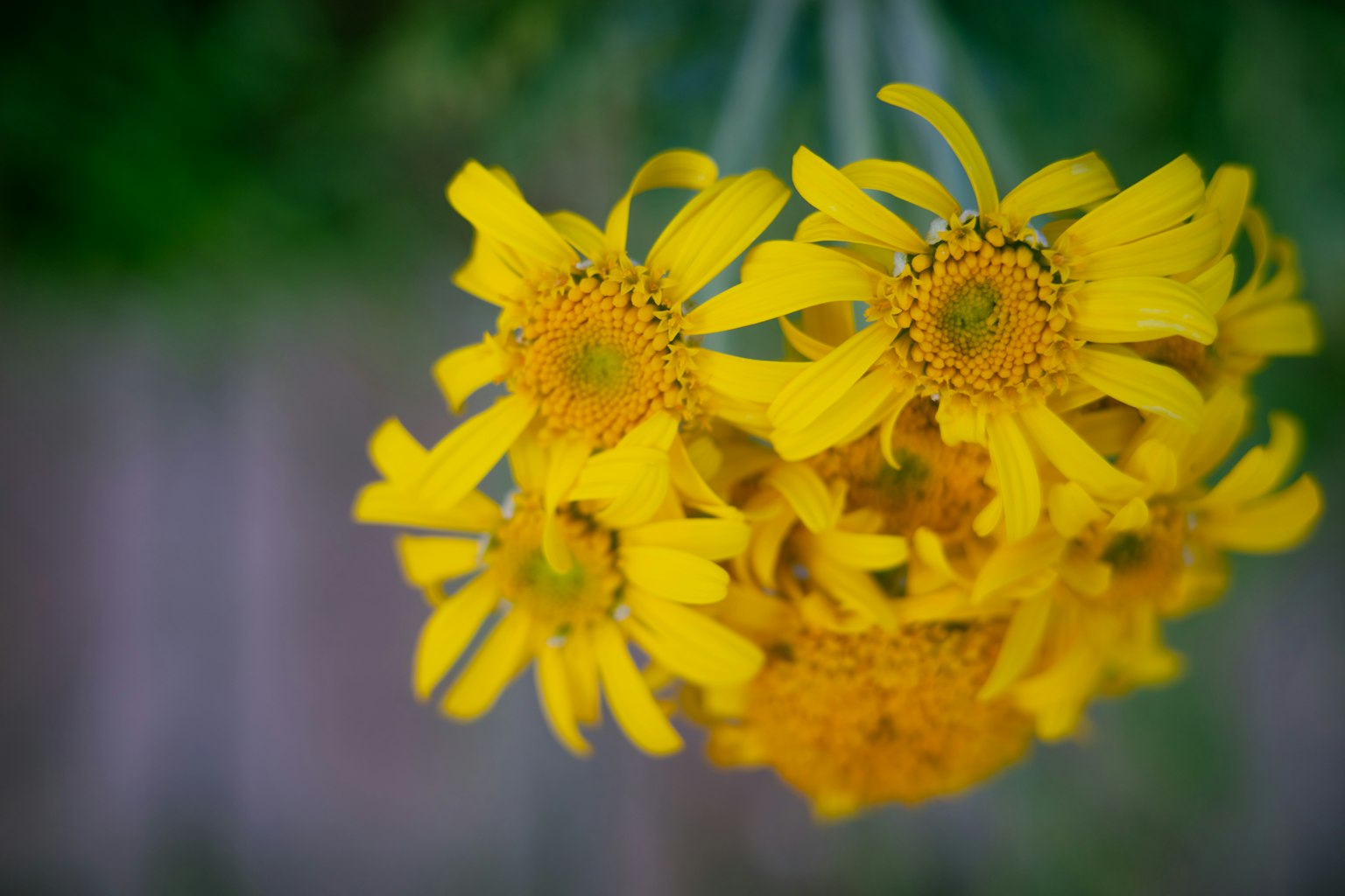 Bouquet bunga kuning yang cerah di latar belakang hijau