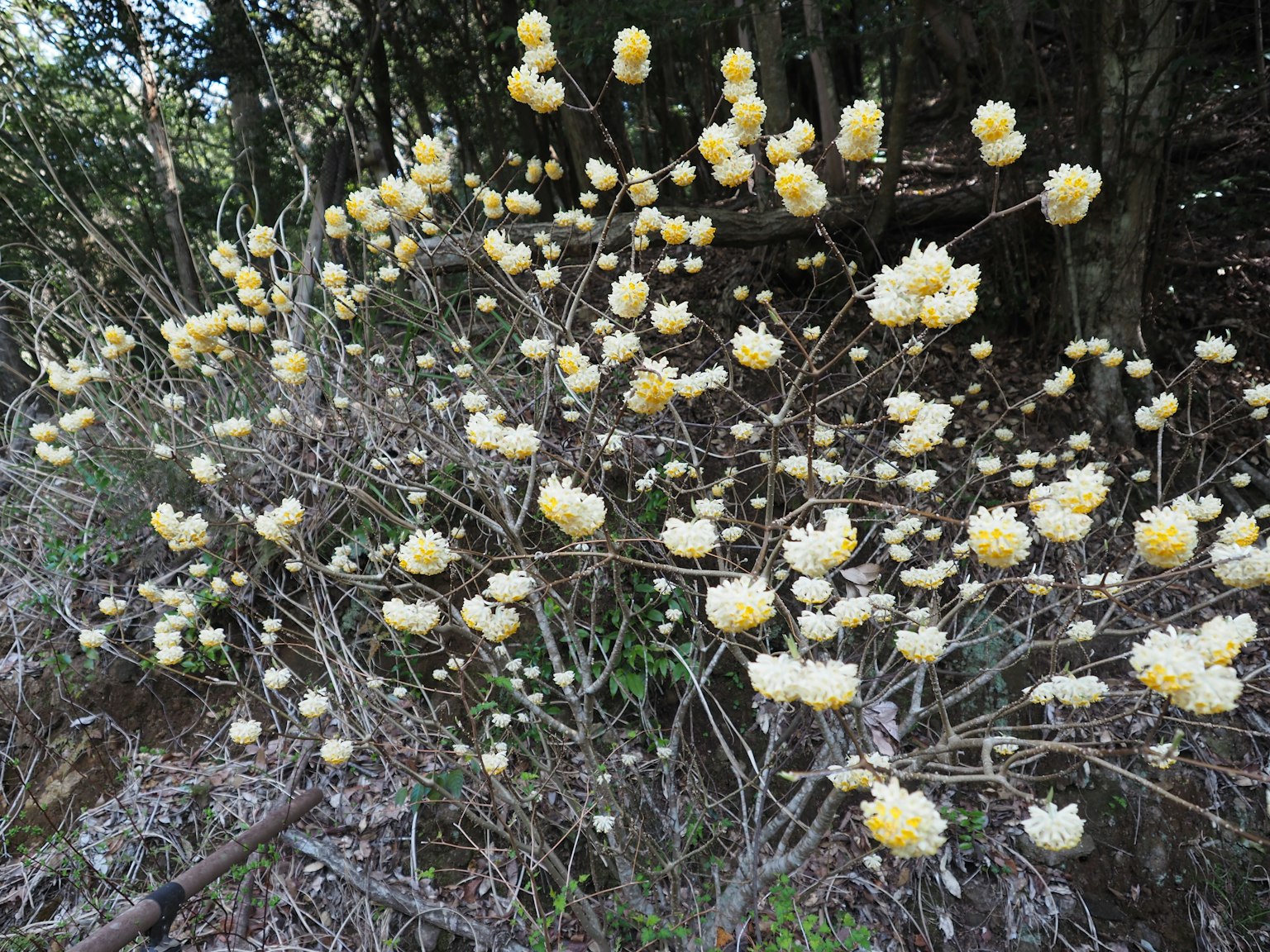 Un cespuglio con grappoli di fiori bianchi