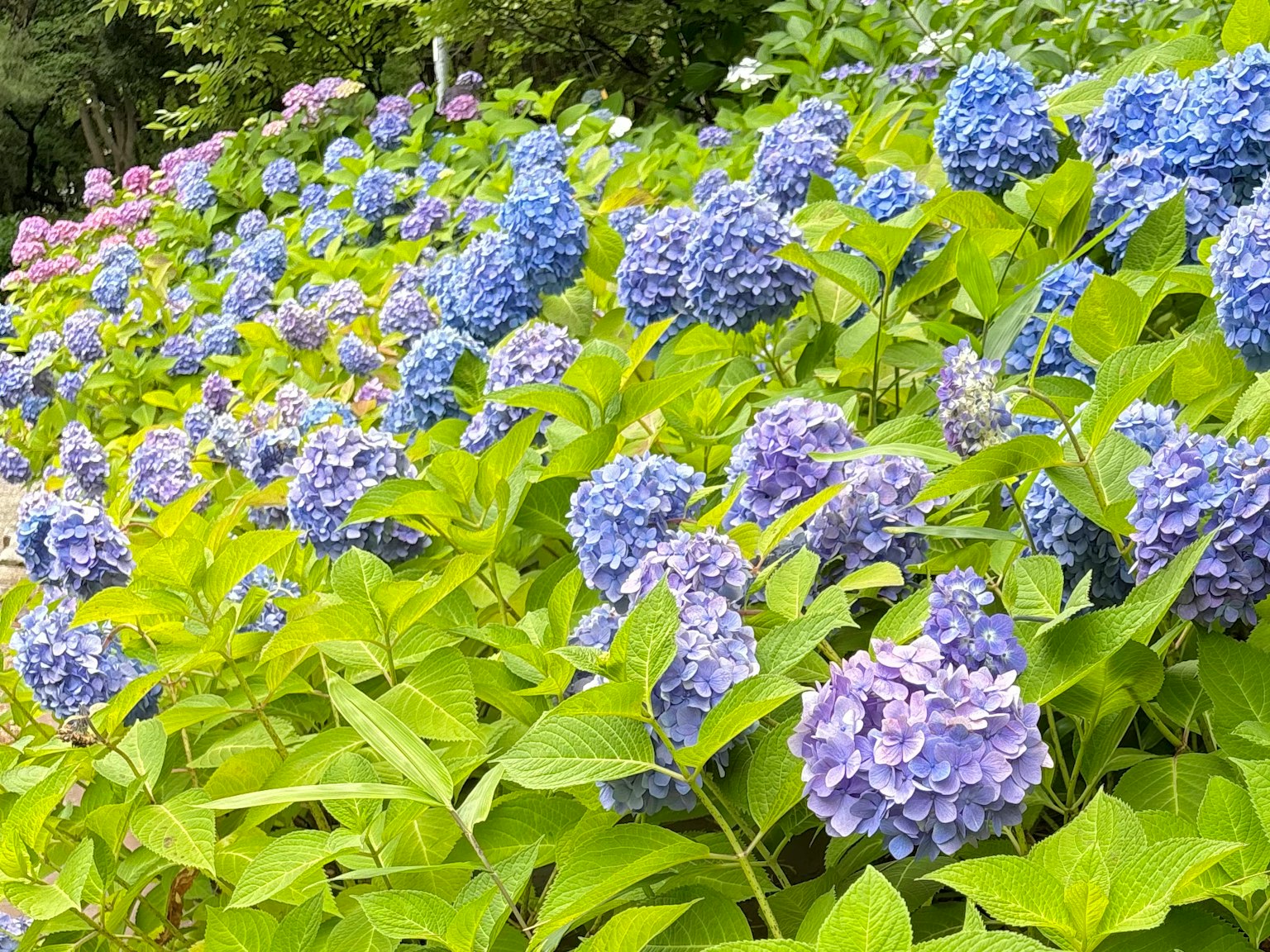 盛開的藍色和紫色繡球花的花園場景