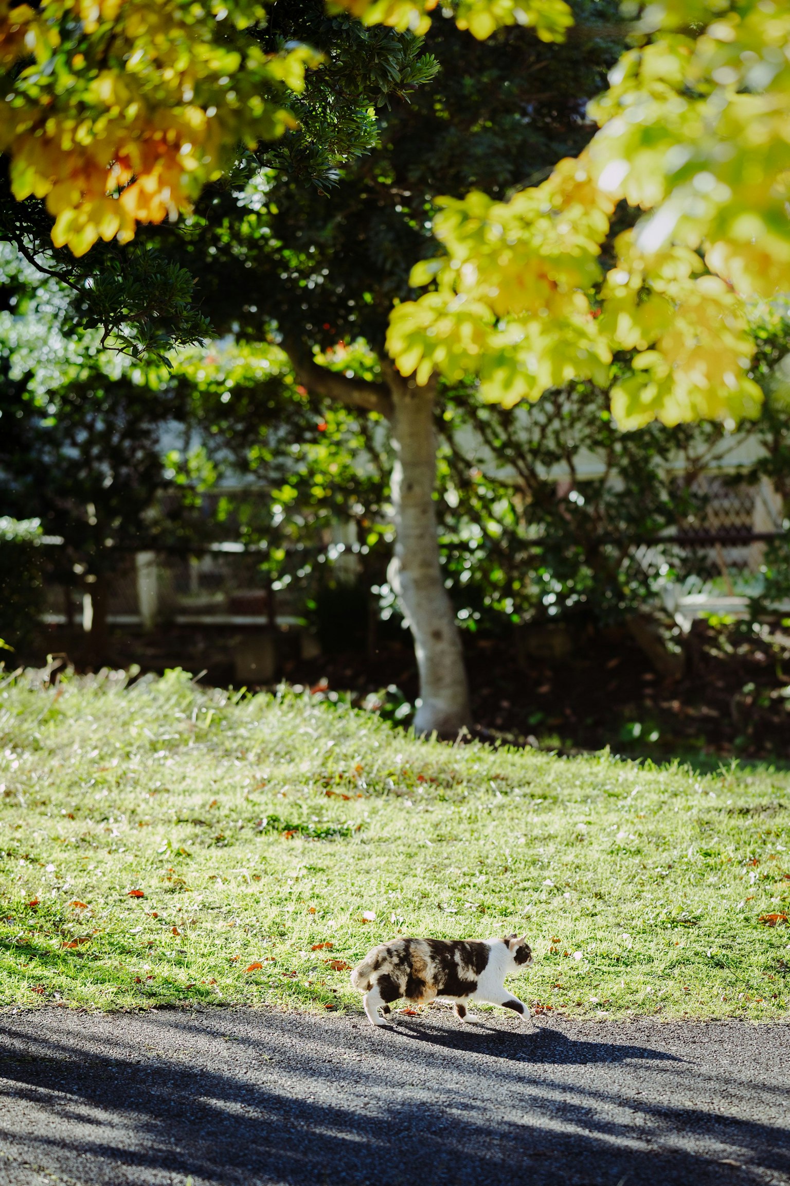 A cat walking on green grass in a park with autumn leaves