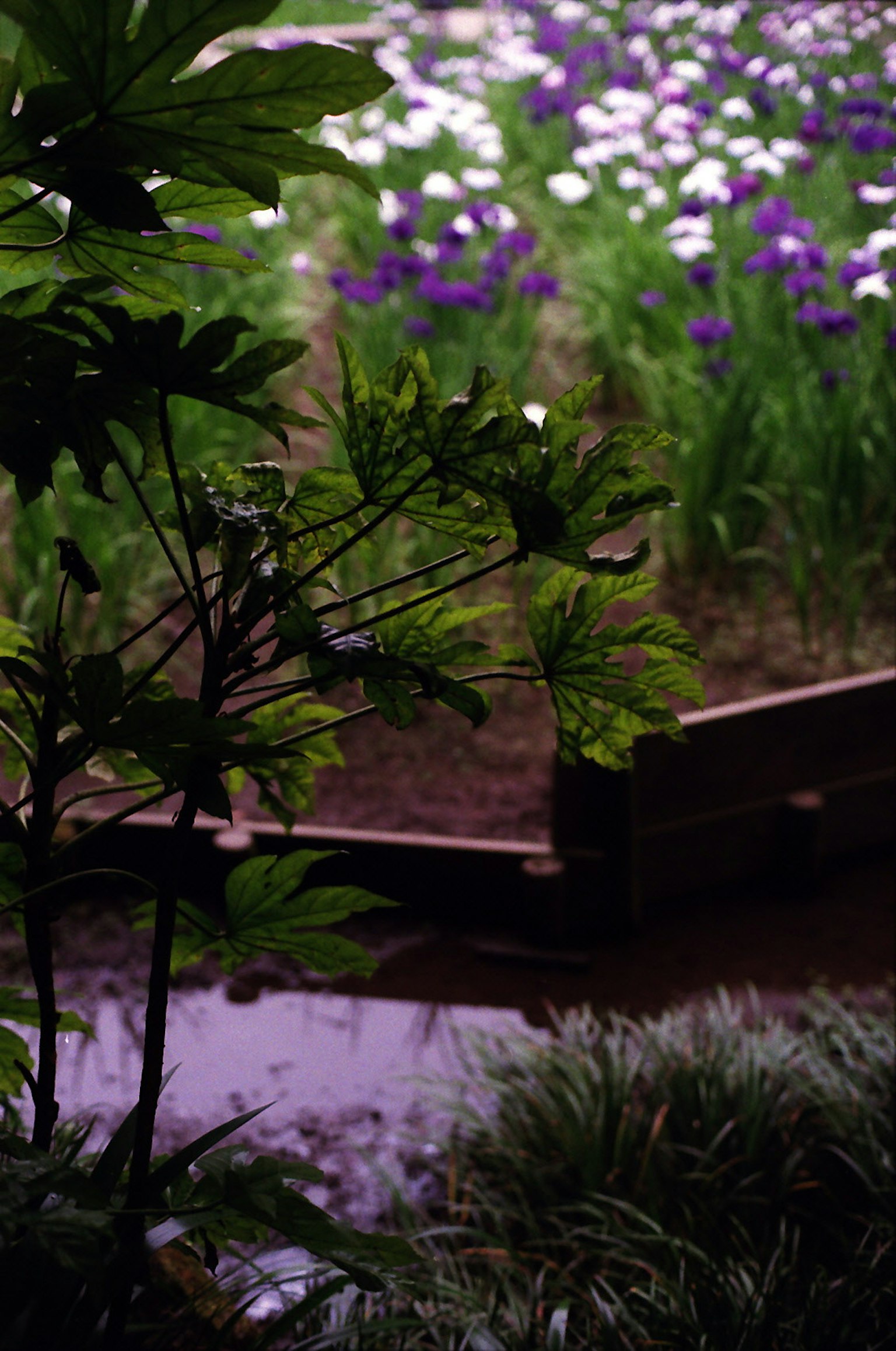 Una escena de jardín con hojas verdes y flores moradas en flor