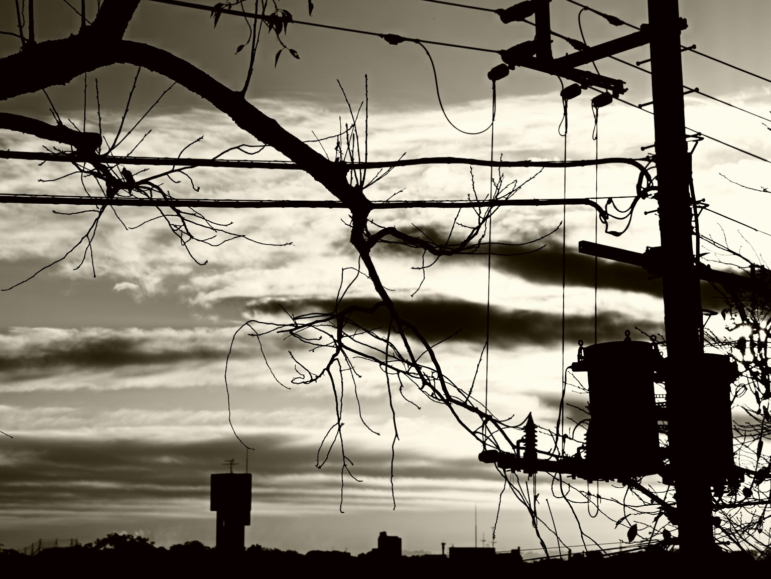 Silhouette von Drähten und Bäumen vor einem Dämmerungshimmel