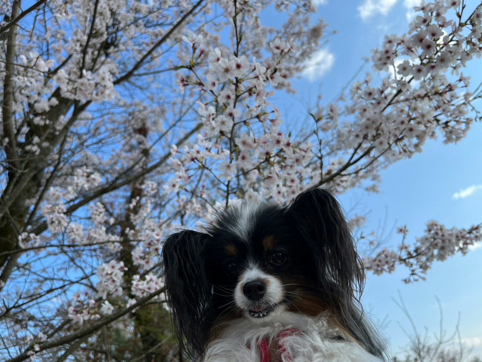 Cane Papillon davanti a un ciliegio in fiore