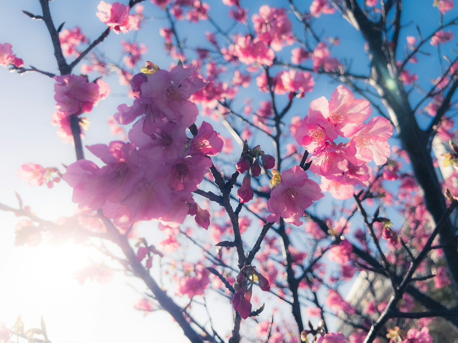 Rami di un albero adornati con fiori rosa vivaci sotto un cielo blu
